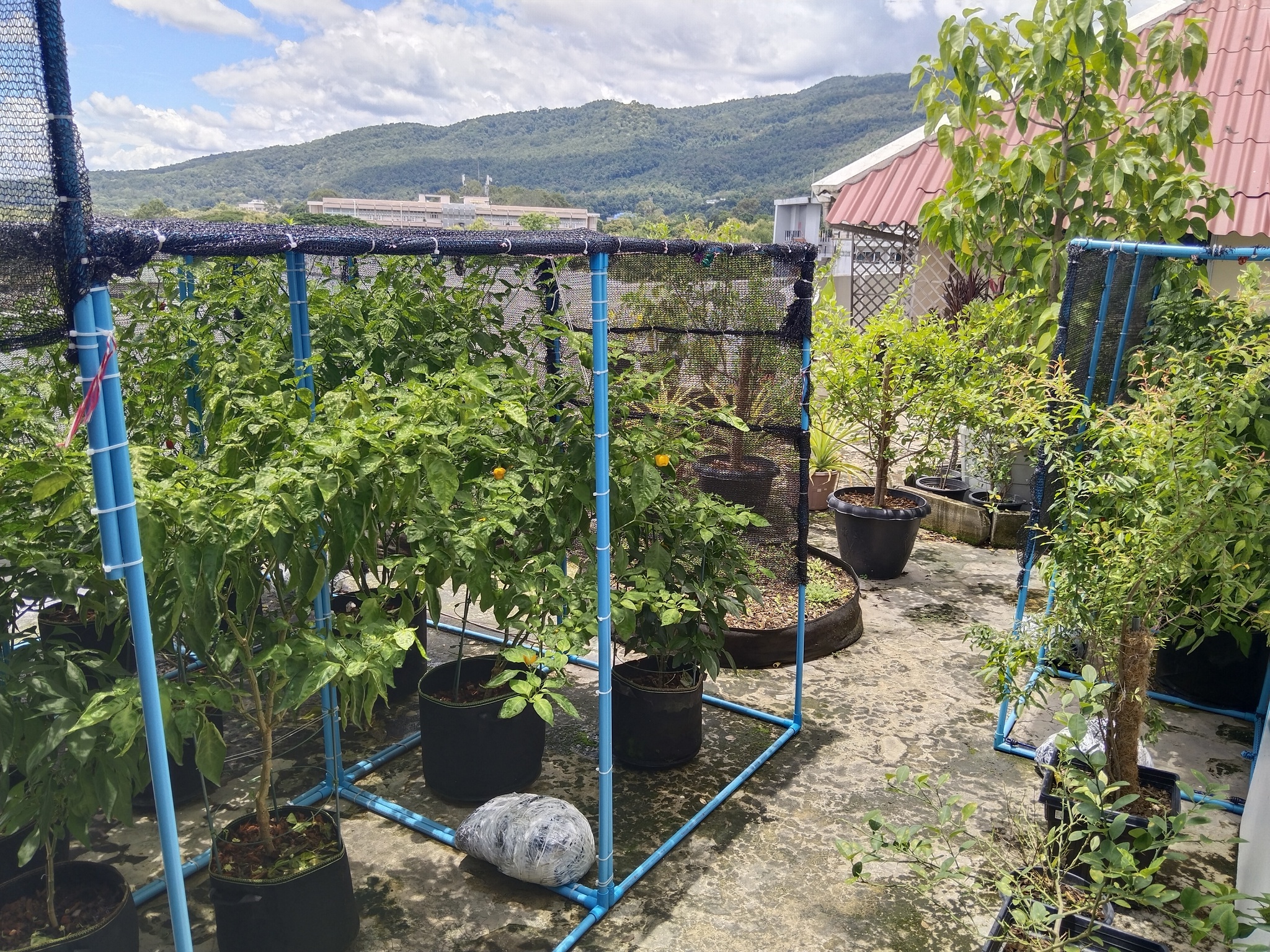 My peppers - My, Hot peppers, Thailand, Living abroad, Gardening, Longpost