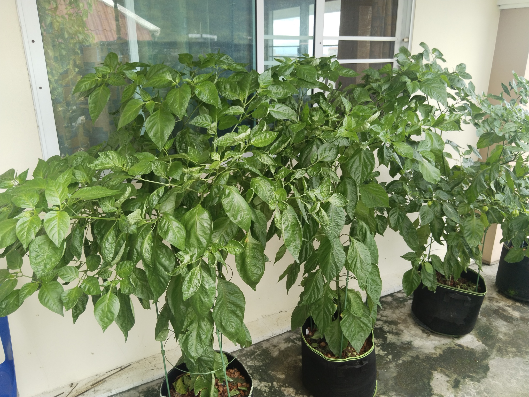 My peppers - My, Hot peppers, Thailand, Living abroad, Gardening, Longpost