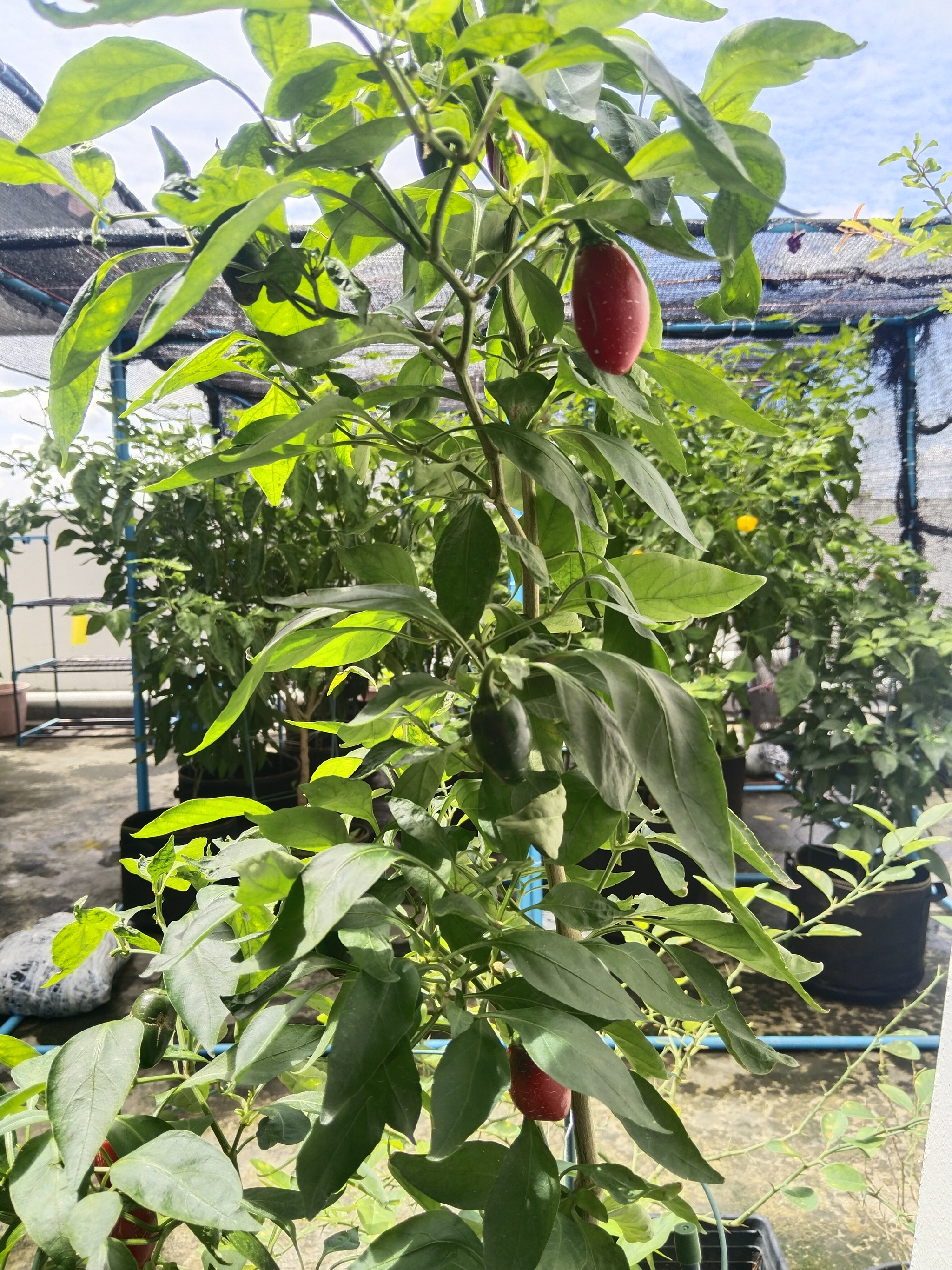 My peppers - My, Hot peppers, Thailand, Living abroad, Gardening, Longpost