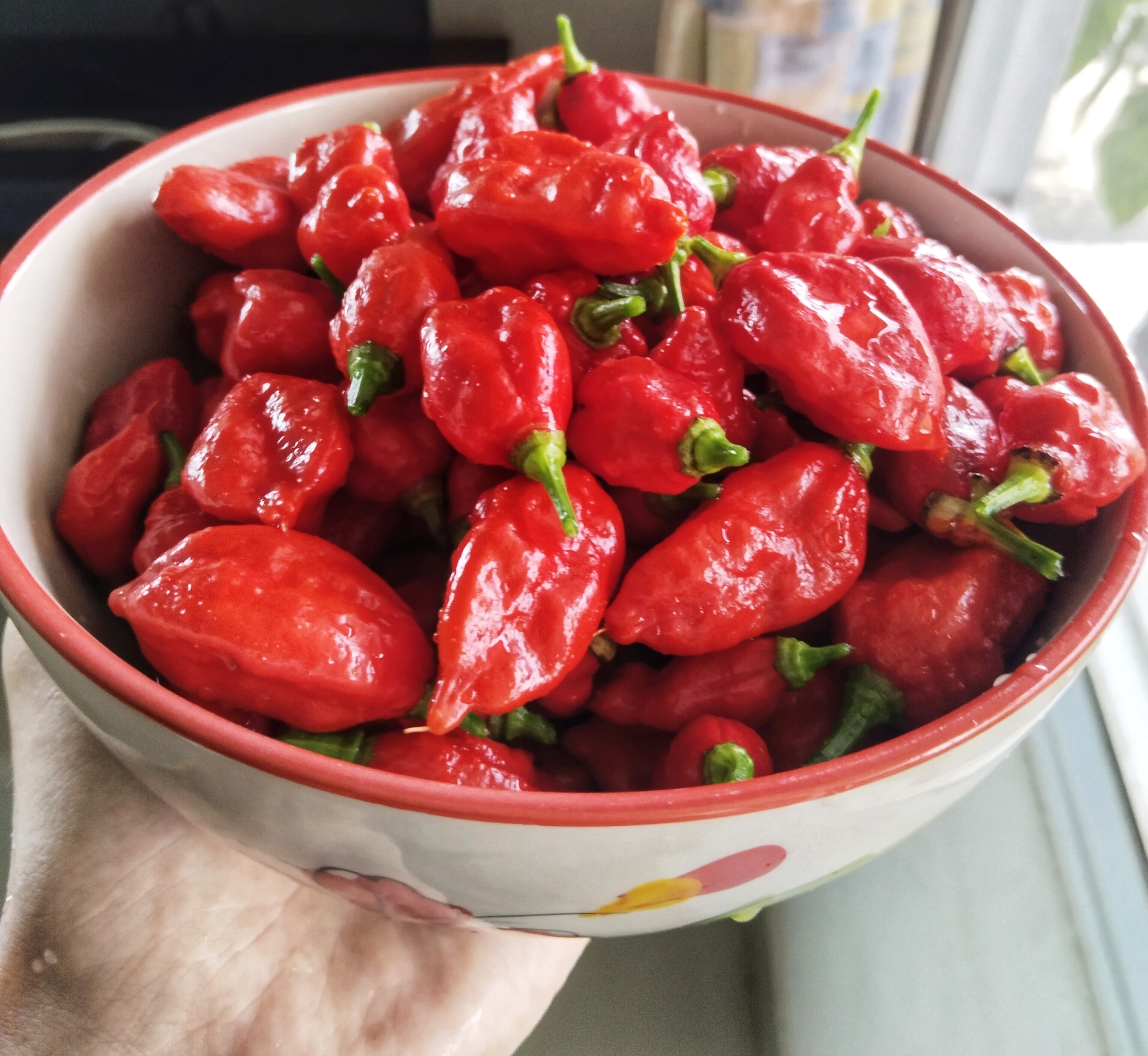 My peppers - My, Hot peppers, Thailand, Living abroad, Gardening, Longpost