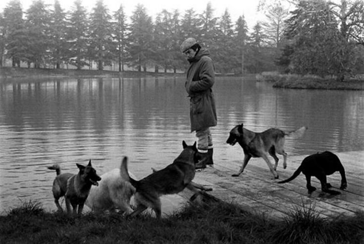 Alain Delon passed away today. Great actor, great man... - Homeless animals, Kindness, Dog, Charity, Dog lovers, Alain Delon, Actors and actresses, Friend, Care, Longpost, Obituary