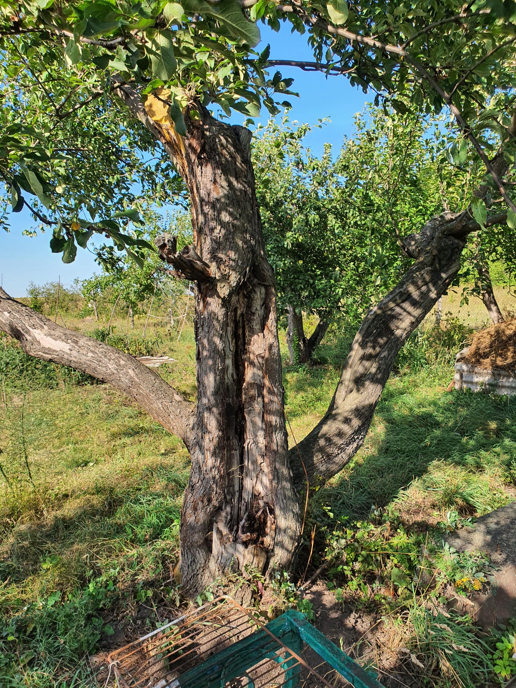 How to save an apple tree (the sweetest of all on the site) - My, Question, Ask Peekaboo, Gardening, Garden, Saving life, Apple tree, Longpost