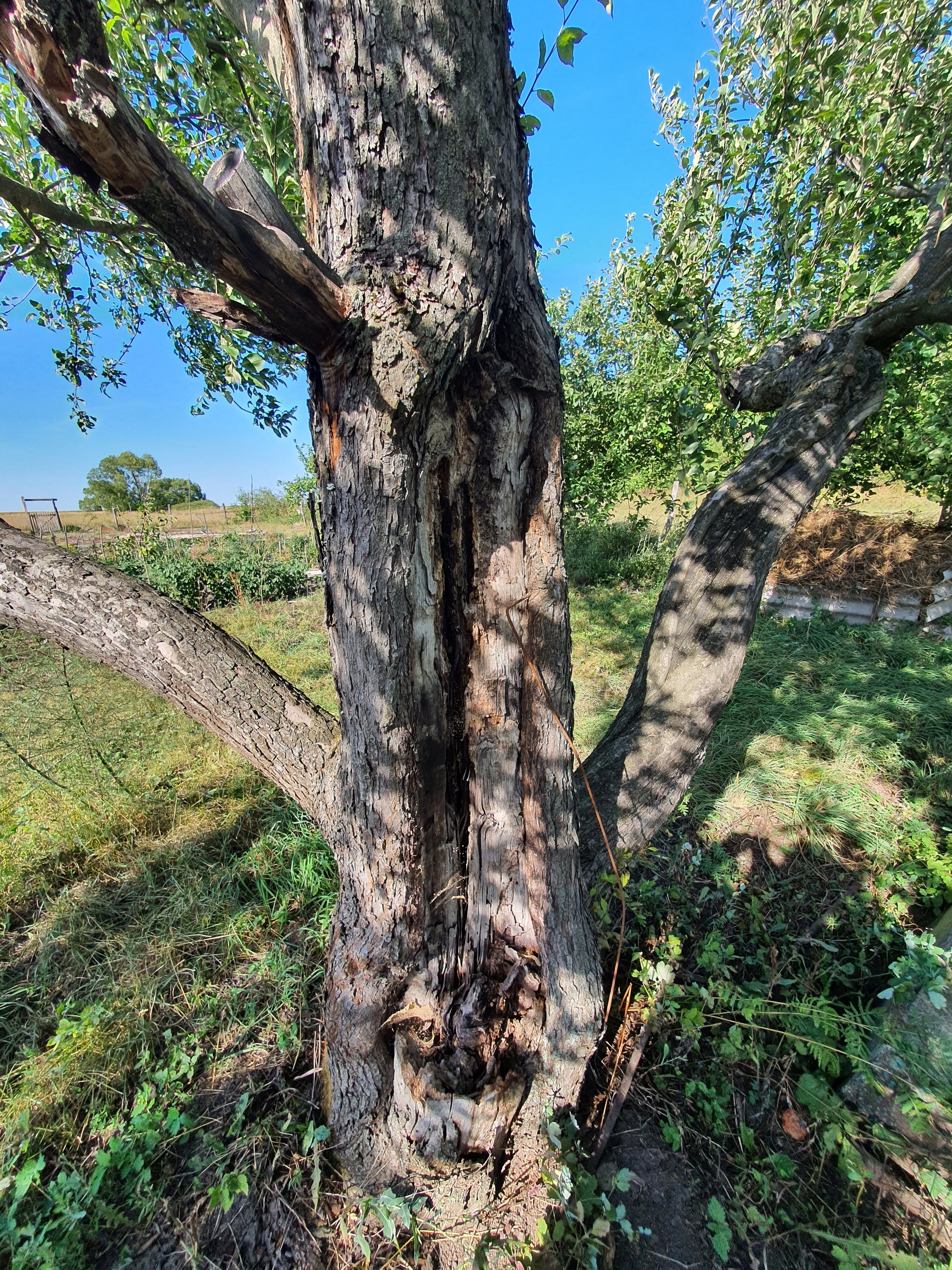 How to save an apple tree (the sweetest of all on the site) - My, Question, Ask Peekaboo, Gardening, Garden, Saving life, Apple tree, Longpost