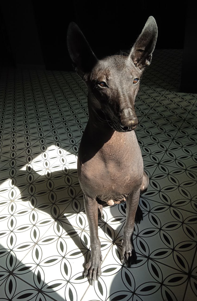 Our pet, it was then - My, It Was-It Was, A wave of posts, Family, Dog, Xoloitzcuintli, Longpost, Pets, The photo