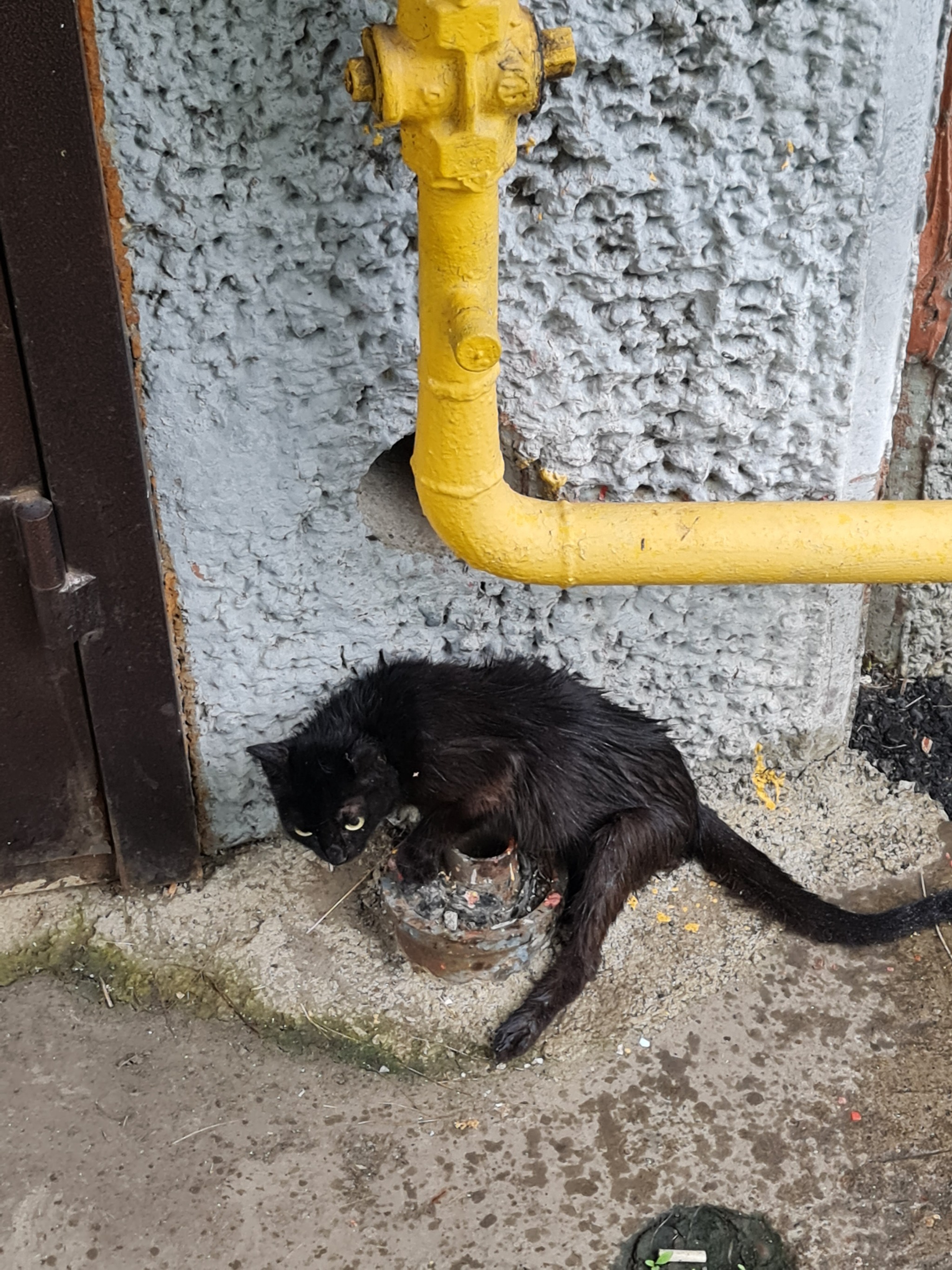 Krasnoyarsk, who wants/can help a cat? - My, The rescue, Lost, Longpost, cat