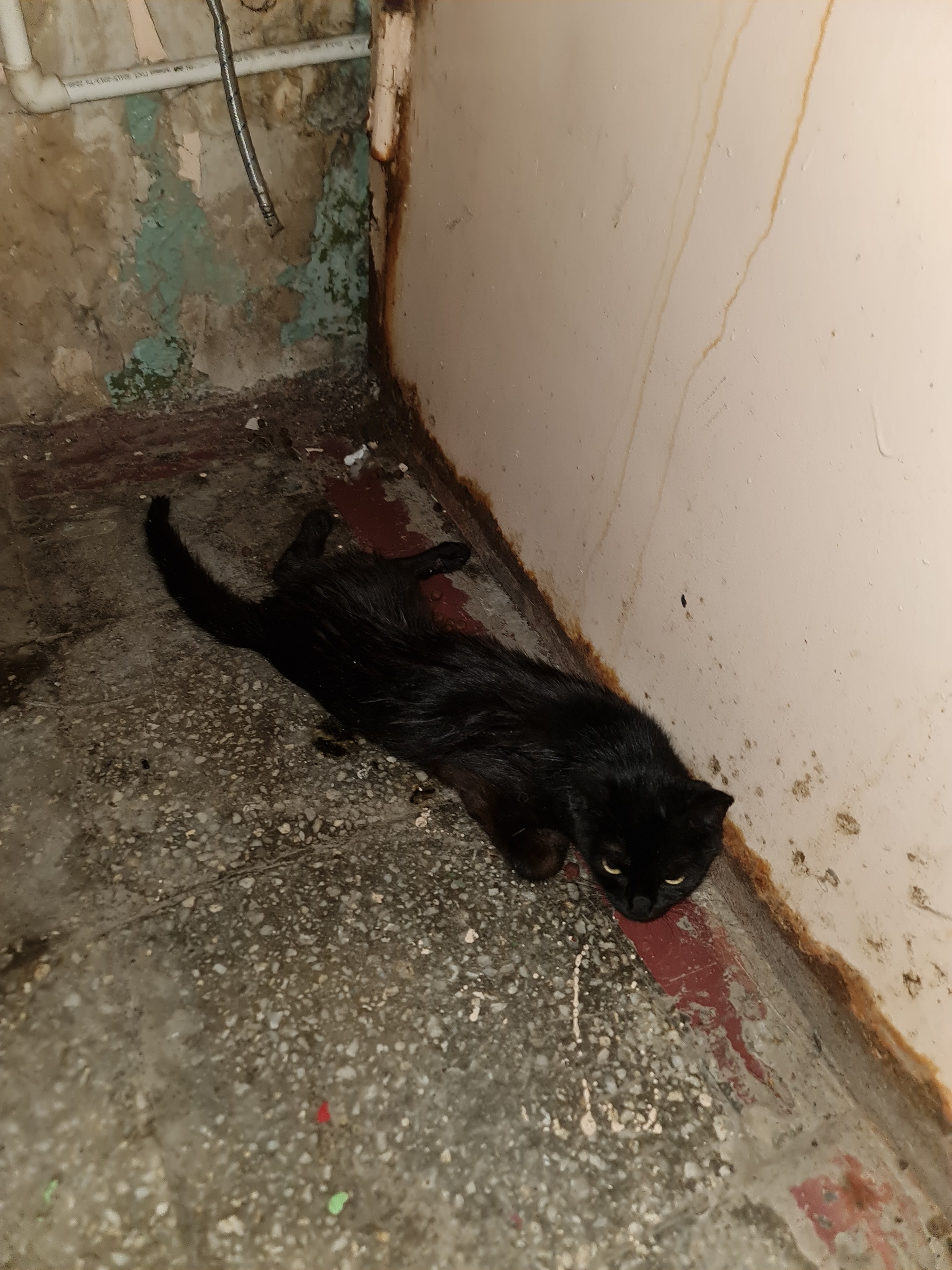 Krasnoyarsk, who wants/can help a cat? - My, The rescue, Lost, Longpost, cat