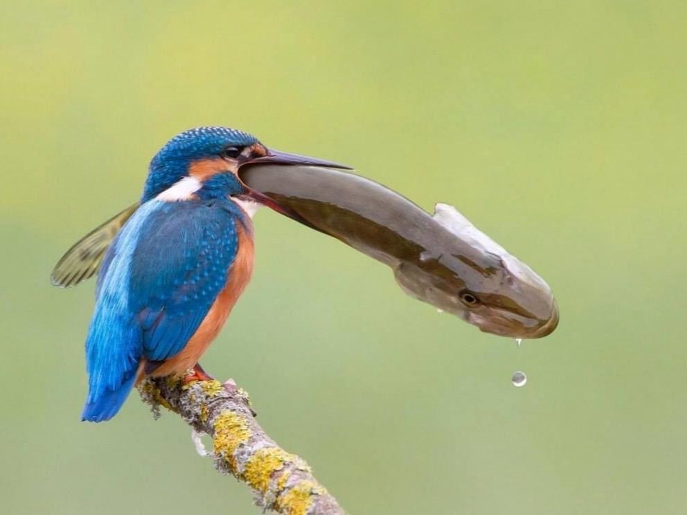 Ambitious birds - The photo, Kingfisher, A fish, Birds, Mining