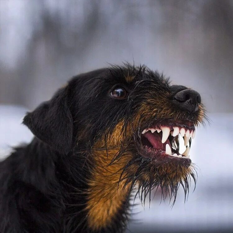 Jagdterrier: A breed that brings death and chaos. The ideal killer among dogs that will drive even a bear - Jagd terrier, Dog, Animals, Yandex Zen, Yandex Zen (link), Longpost