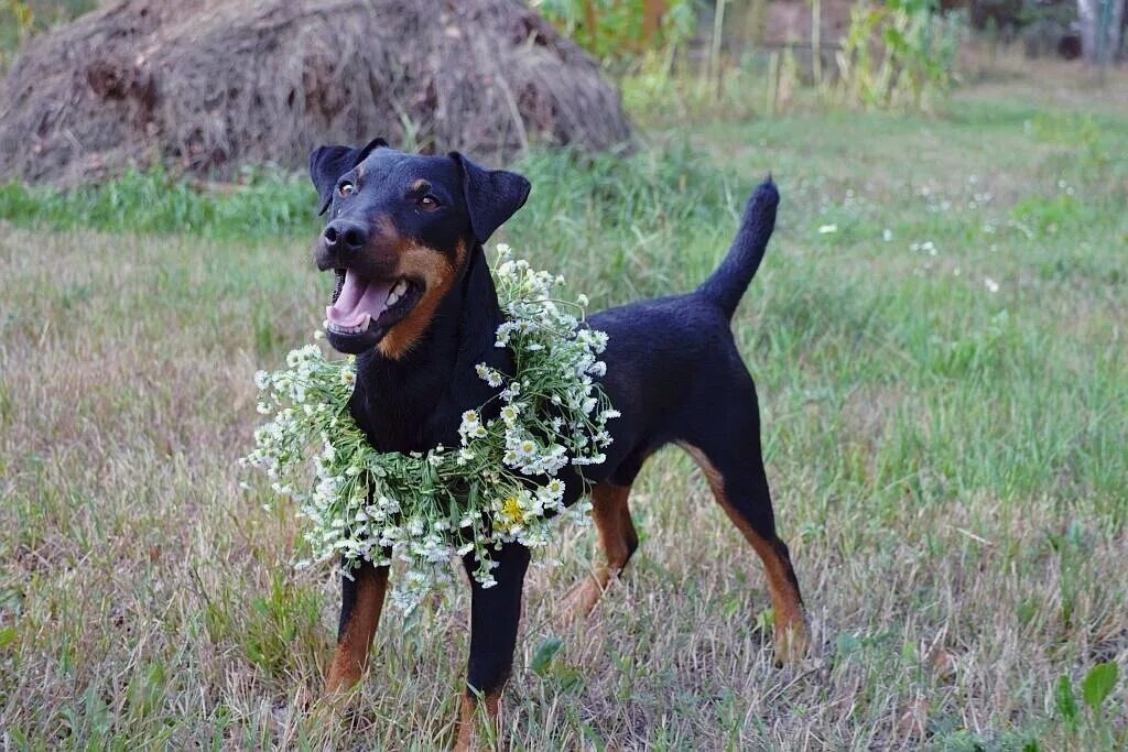 Jagdterrier: A breed that brings death and chaos. The ideal killer among dogs that will drive even a bear - Jagd terrier, Dog, Animals, Yandex Zen, Yandex Zen (link), Longpost