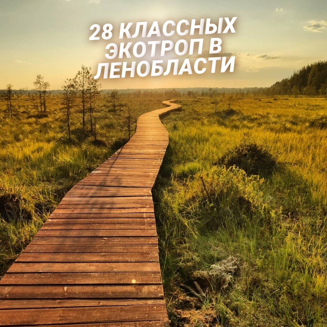 28 beautiful eco-trails in the Leningrad region - My, sights, Leningrad region, Tourism, Travel across Russia