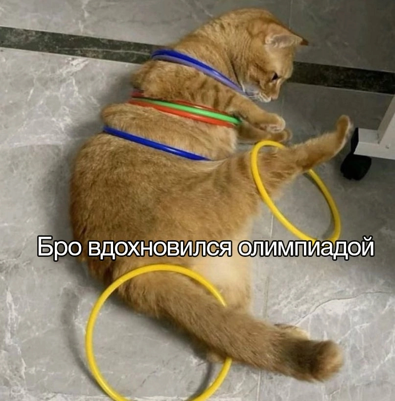 Worthy of respect - Humor, Picture with text, cat, Olympic Games, Telegram (link)