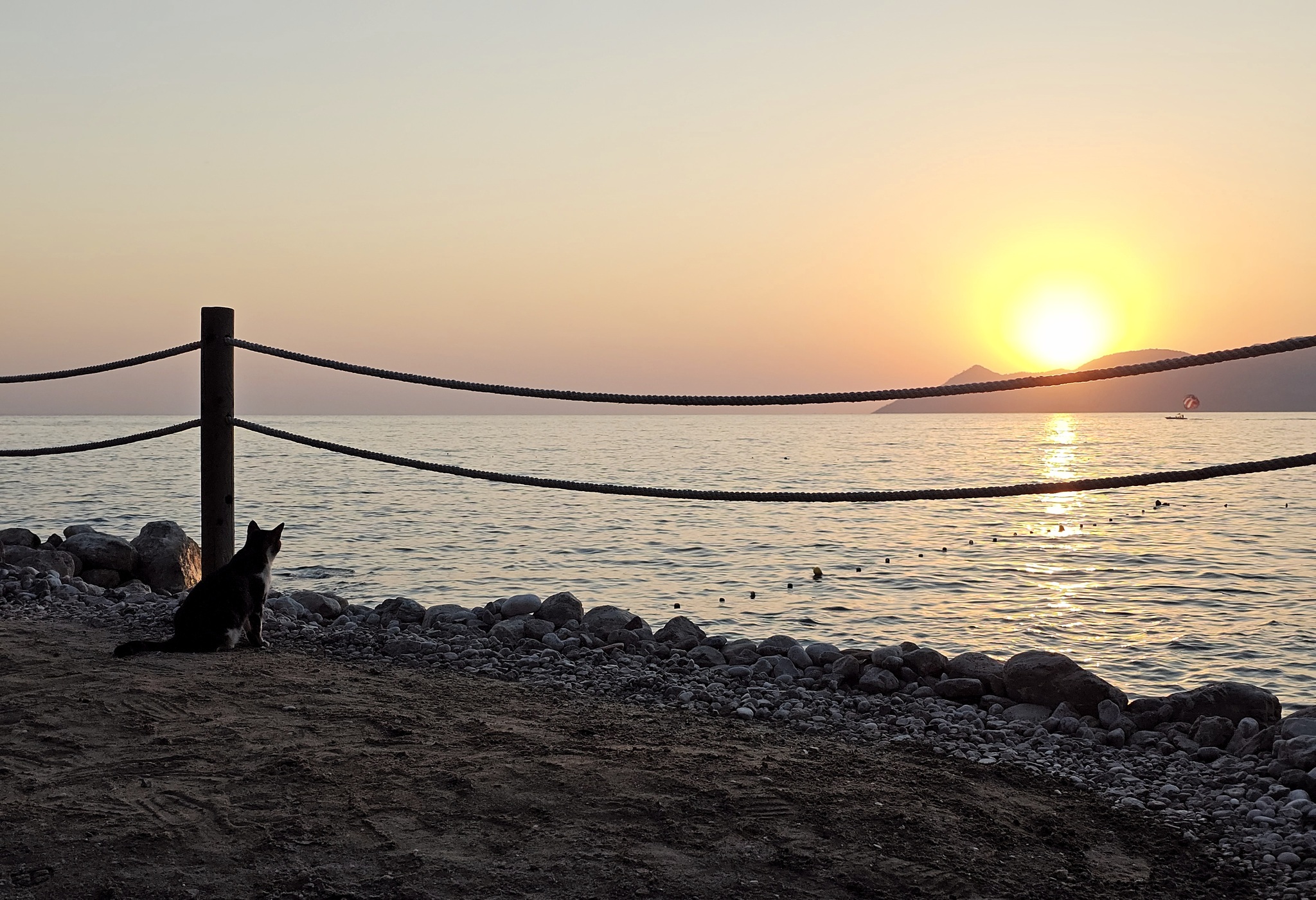 Just a cat watching the sunset - My, cat, Sea, Sunset, Nature, Evening, Sky, The photo, Mobile photography, The sun