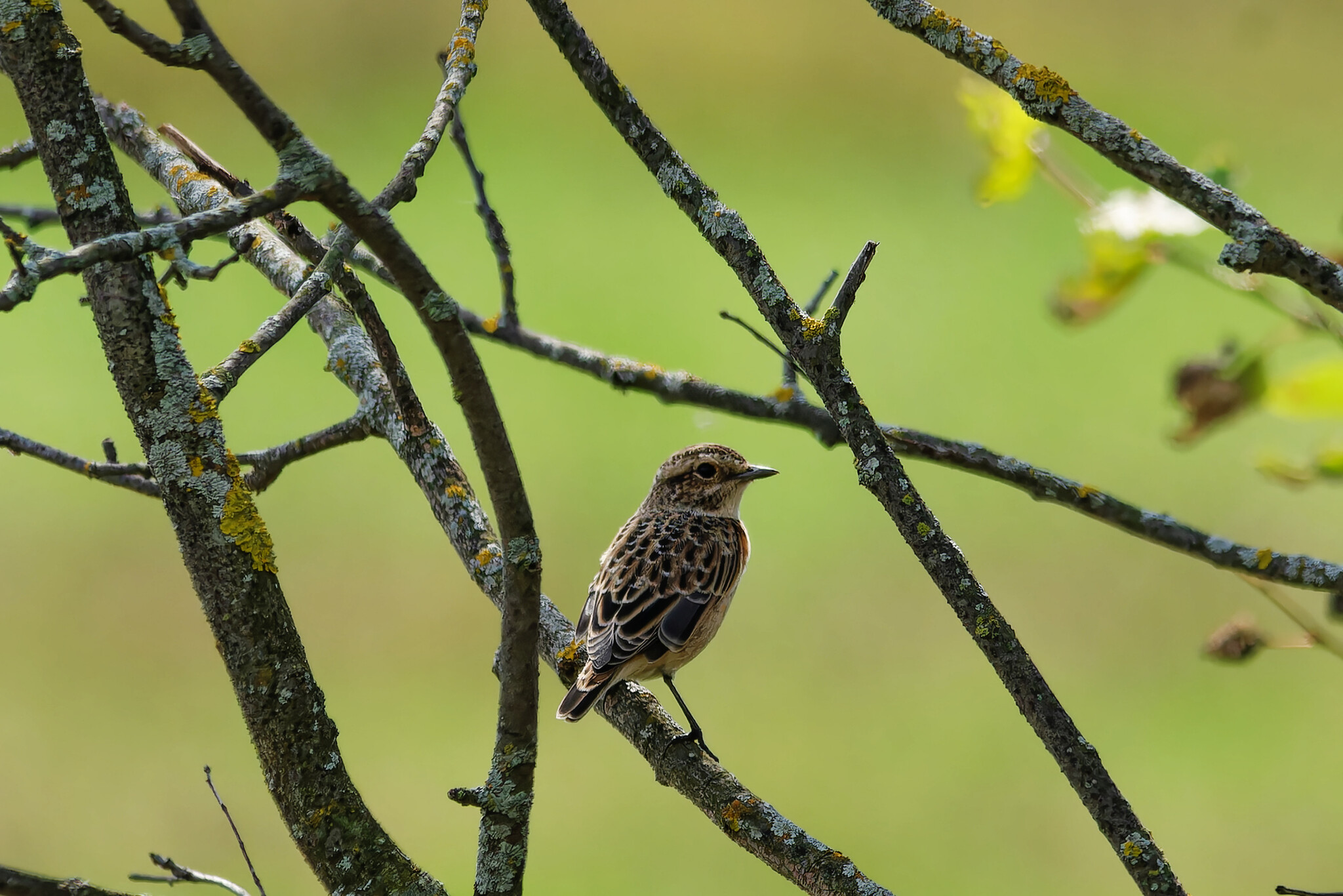 Subbush creeper - My, Photo hunting, The nature of Russia, Birds, Hobby, Summer, Nature, wildlife, Bird watching, Ornithology, The photo