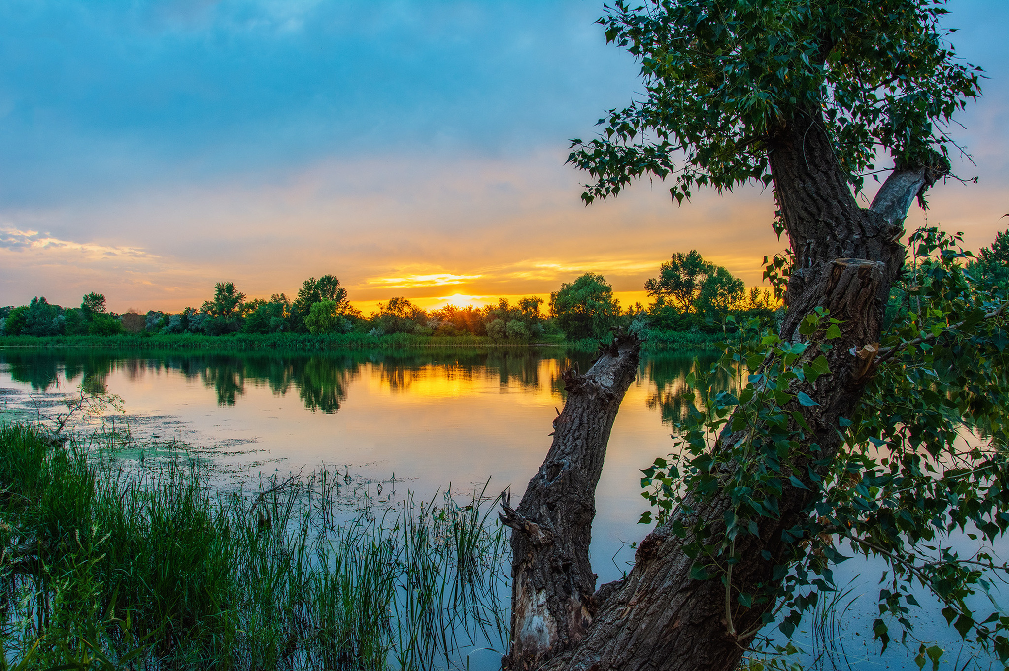 By the water... - My, The photo, Nikon, Nature, Landscape, Sunset, River, Seversky Donets, Beautiful view, Tree