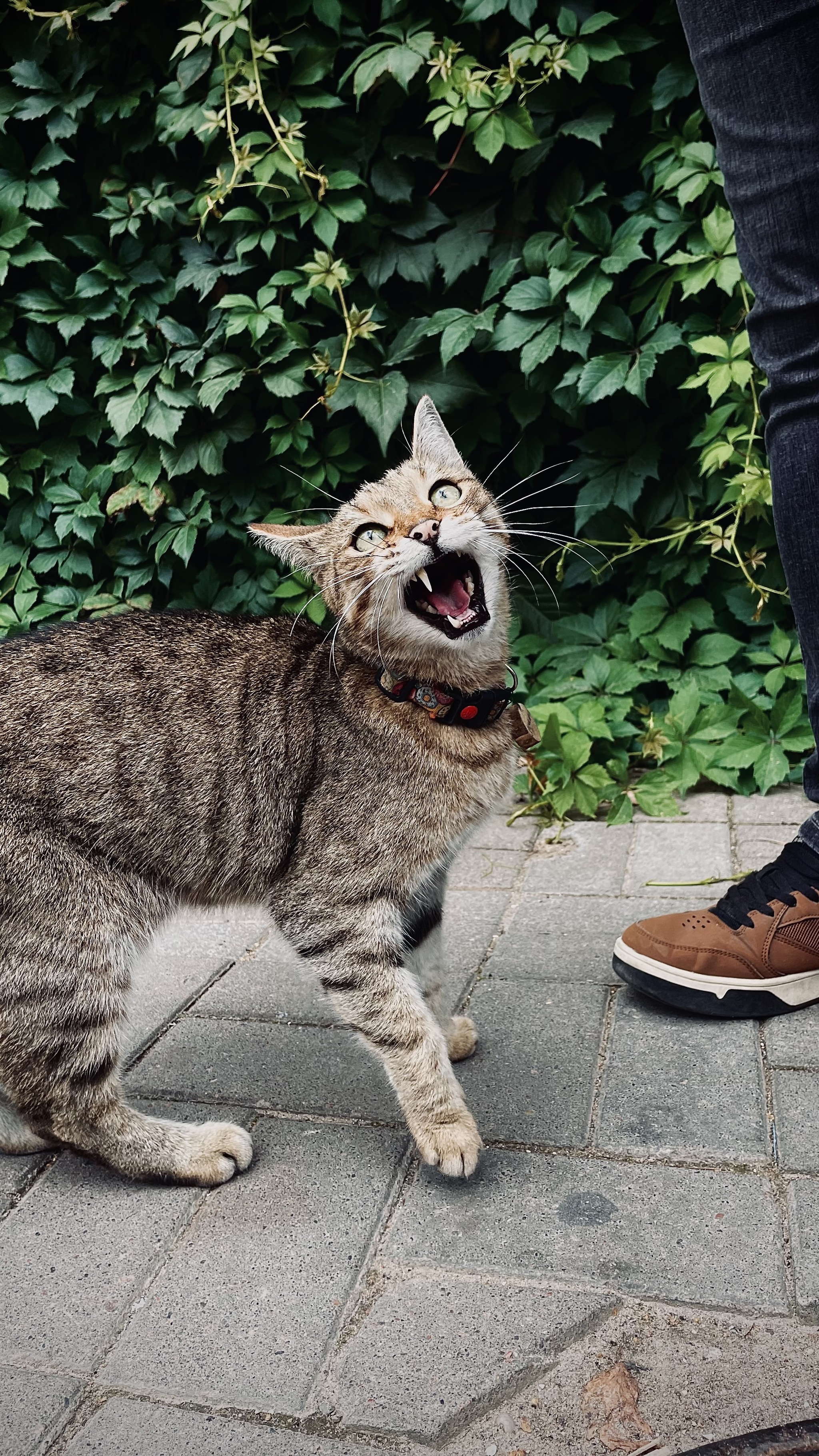 Демон кусающий тапки :) - Моё, Кот, Пушистые, Погладь кота, Фотография