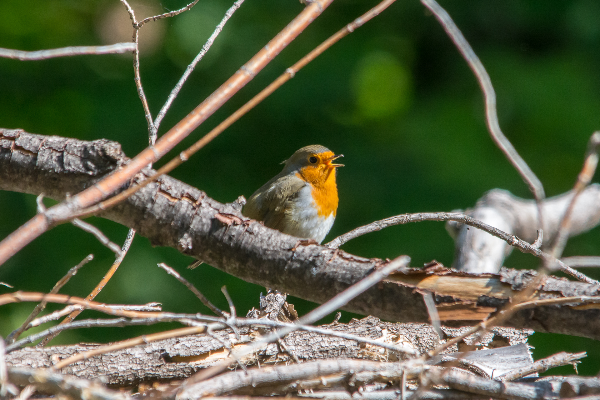 Robin - My, The photo, Birds, Ornithology, Photo hunting, Robin, Bird watching