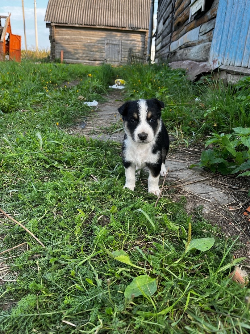 Little puppies dream of a home and a good owner - Homeless animals, The strength of the Peekaboo, Moscow region, Kaluga region, Moscow, In good hands, Animal Rescue, Helping animals, Dog, Puppies, No rating, VKontakte (link), Longpost