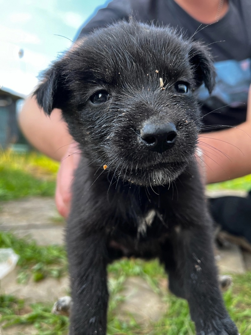 Little puppies dream of a home and a good owner - Homeless animals, The strength of the Peekaboo, Moscow region, Kaluga region, Moscow, In good hands, Animal Rescue, Helping animals, Dog, Puppies, No rating, VKontakte (link), Longpost