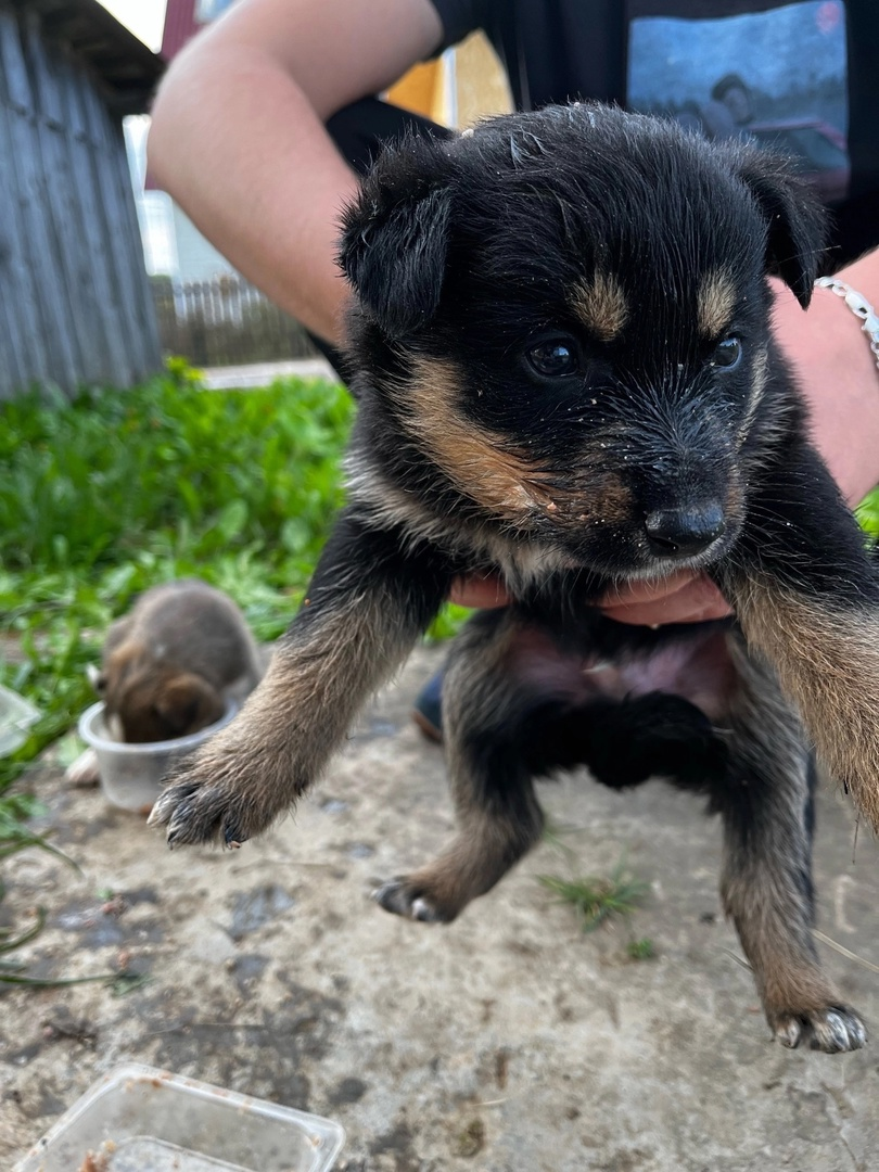 Little puppies dream of a home and a good owner - Homeless animals, The strength of the Peekaboo, Moscow region, Kaluga region, Moscow, In good hands, Animal Rescue, Helping animals, Dog, Puppies, No rating, VKontakte (link), Longpost