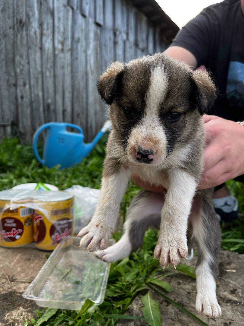 Little puppies dream of a home and a good owner - Homeless animals, The strength of the Peekaboo, Moscow region, Kaluga region, Moscow, In good hands, Animal Rescue, Helping animals, Dog, Puppies, No rating, VKontakte (link), Longpost