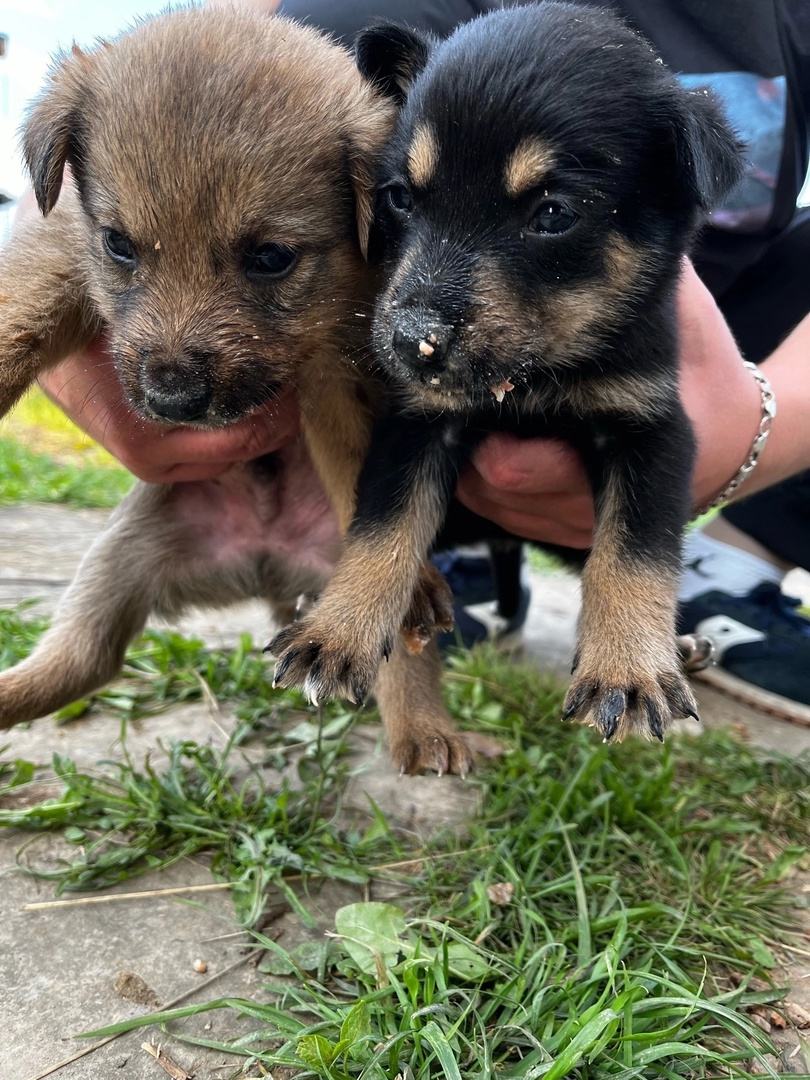 Little puppies dream of a home and a good owner - Homeless animals, The strength of the Peekaboo, Moscow region, Kaluga region, Moscow, In good hands, Animal Rescue, Helping animals, Dog, Puppies, No rating, VKontakte (link), Longpost