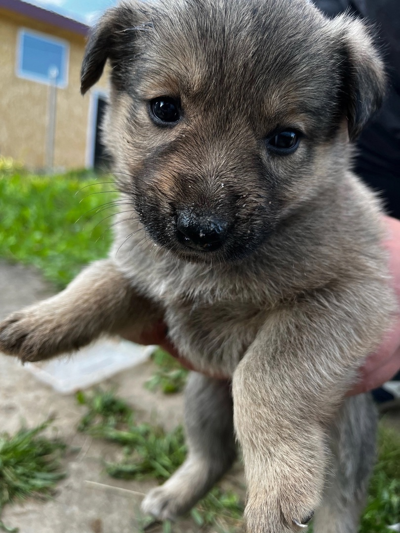 Little puppies dream of a home and a good owner - Homeless animals, The strength of the Peekaboo, Moscow region, Kaluga region, Moscow, In good hands, Animal Rescue, Helping animals, Dog, Puppies, No rating, VKontakte (link), Longpost