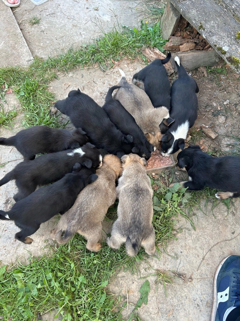 Little puppies dream of a home and a good owner - Homeless animals, The strength of the Peekaboo, Moscow region, Kaluga region, Moscow, In good hands, Animal Rescue, Helping animals, Dog, Puppies, No rating, VKontakte (link), Longpost