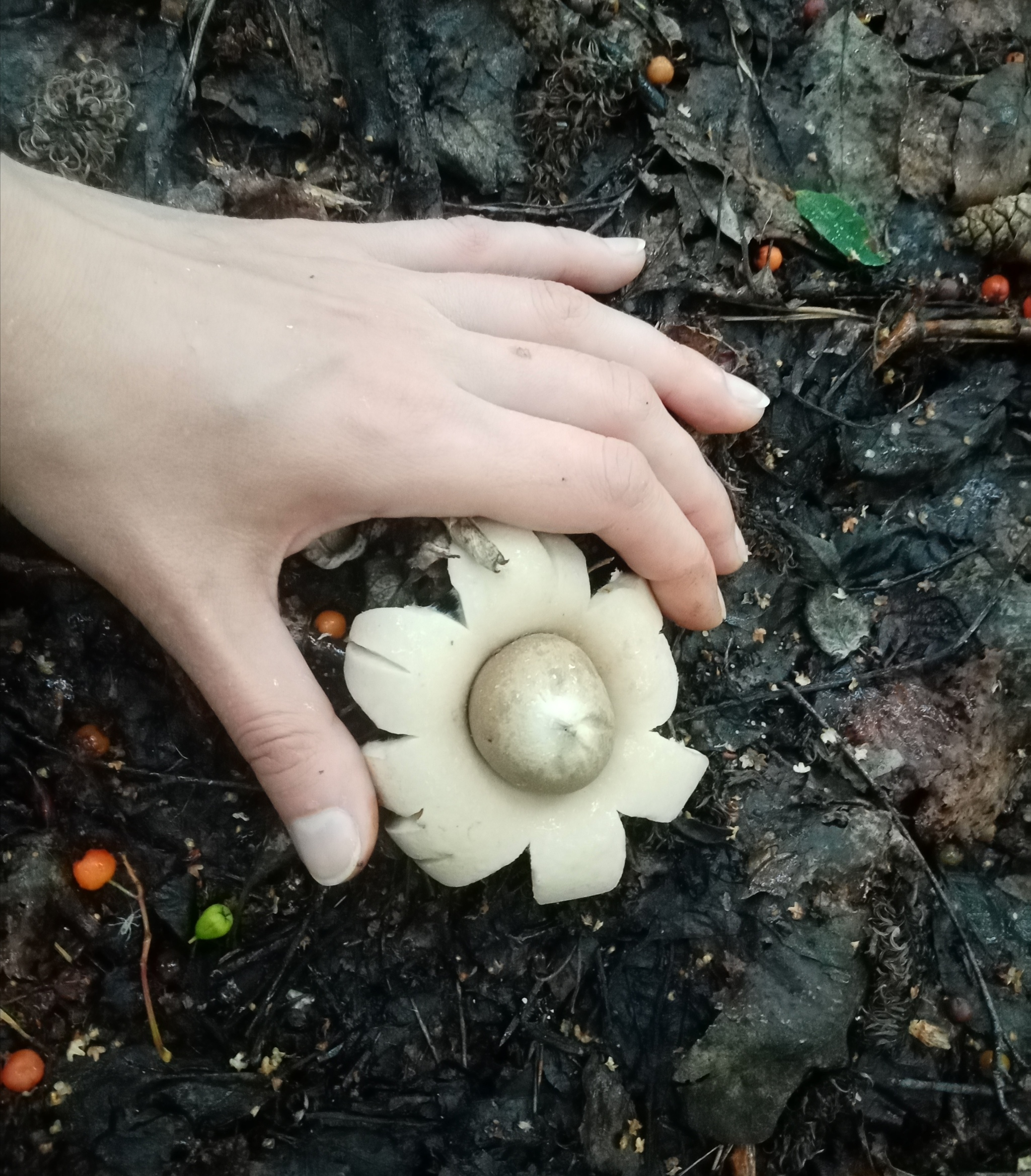 Earth star mushroom - My, Mushrooms, Ural, Rare view, Nature