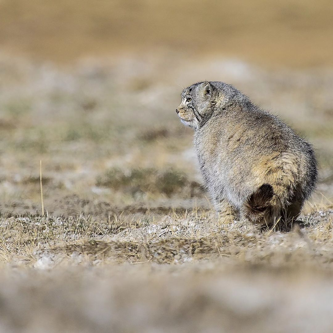 Pallas's cat in search of pikas - Pallas' cat, Small cats, Cat family, Predatory animals, Wild animals, wildlife, Ladakh, India, The photo, Longpost