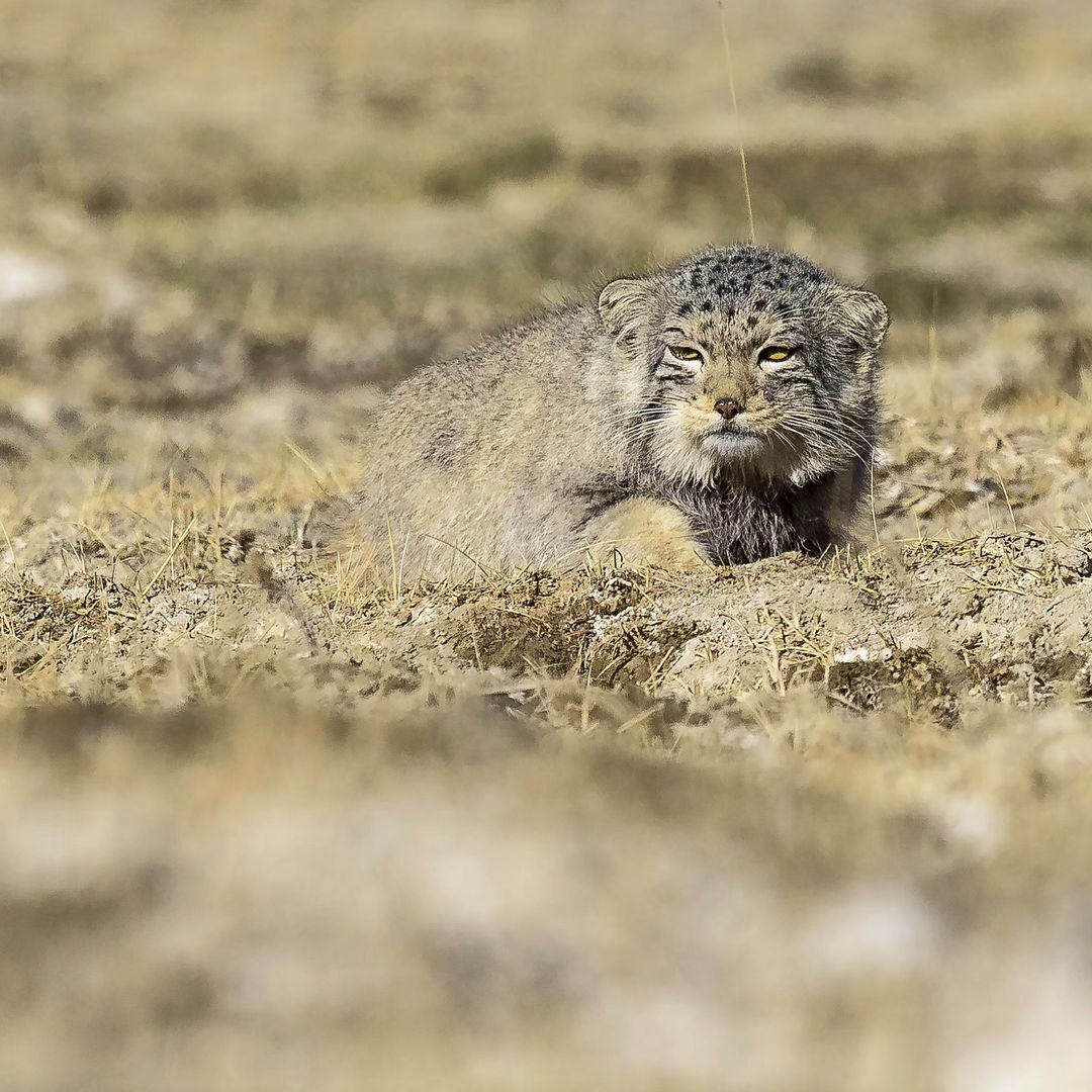 Pallas's cat in search of pikas - Pallas' cat, Small cats, Cat family, Predatory animals, Wild animals, wildlife, Ladakh, India, The photo, Longpost