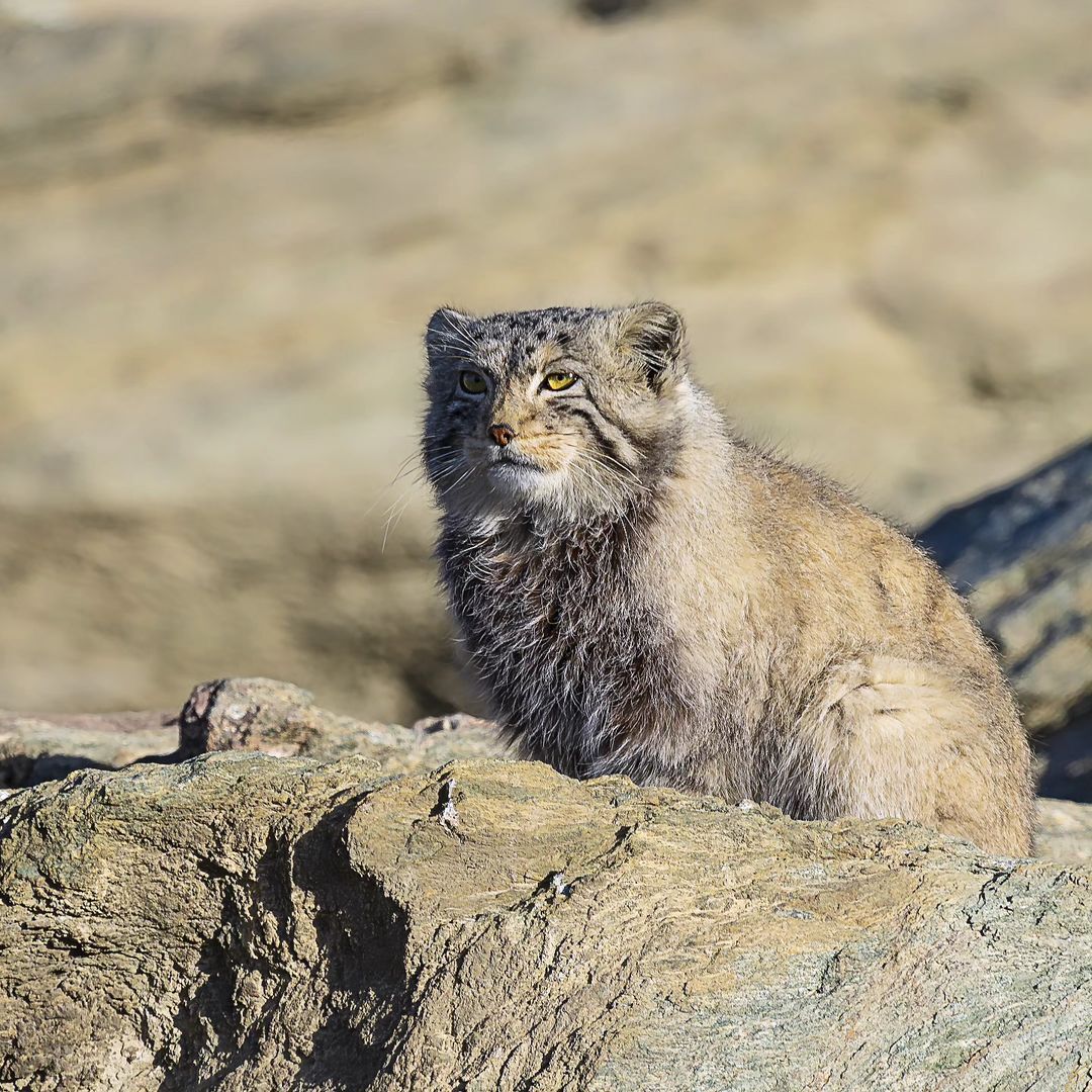 Pallas's cat in search of pikas - Pallas' cat, Small cats, Cat family, Predatory animals, Wild animals, wildlife, Ladakh, India, The photo, Longpost