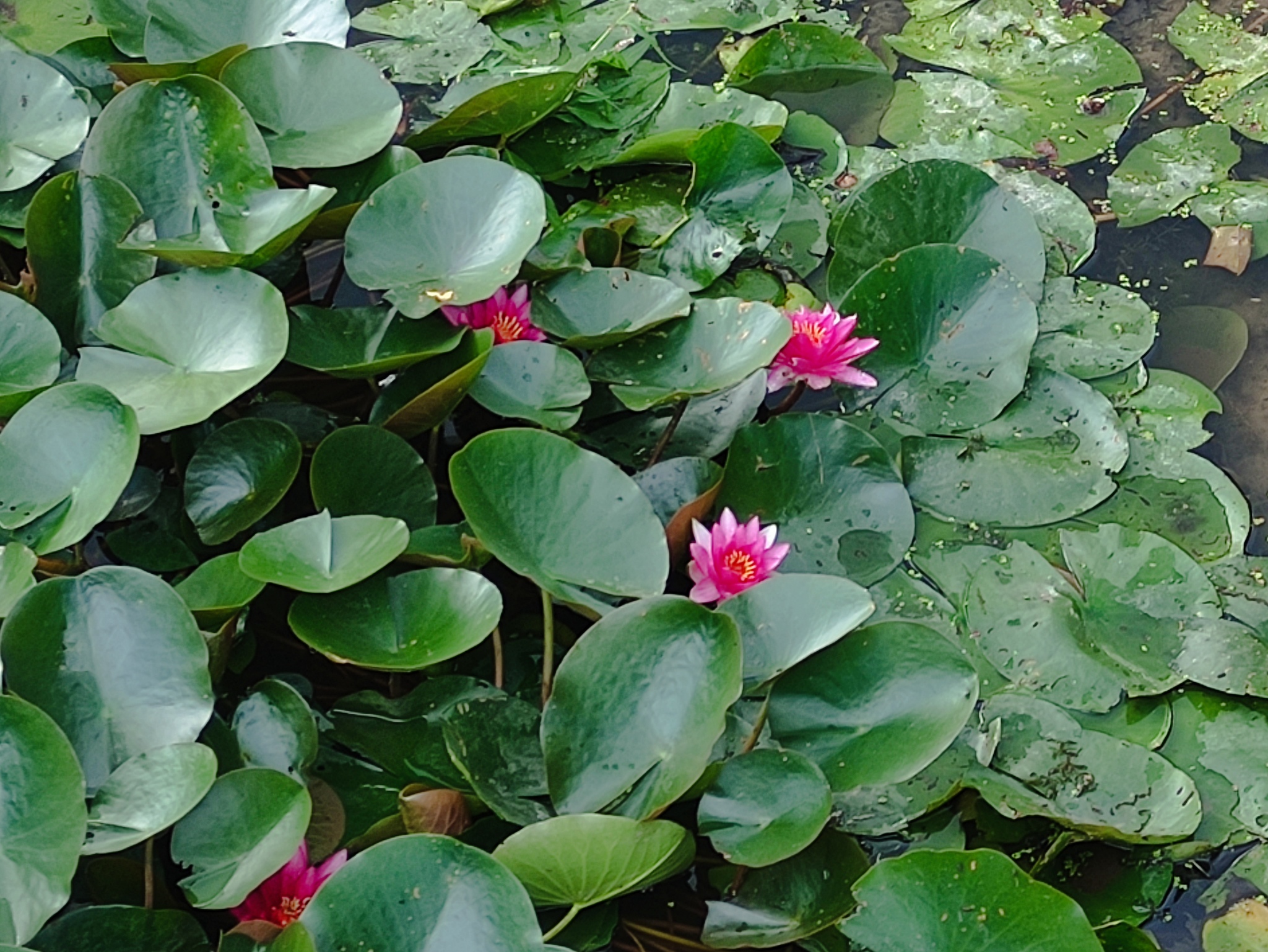 Water lilies - My, Flowers, beauty, Nature, Water lily, Bloom, Beautiful view, The photo