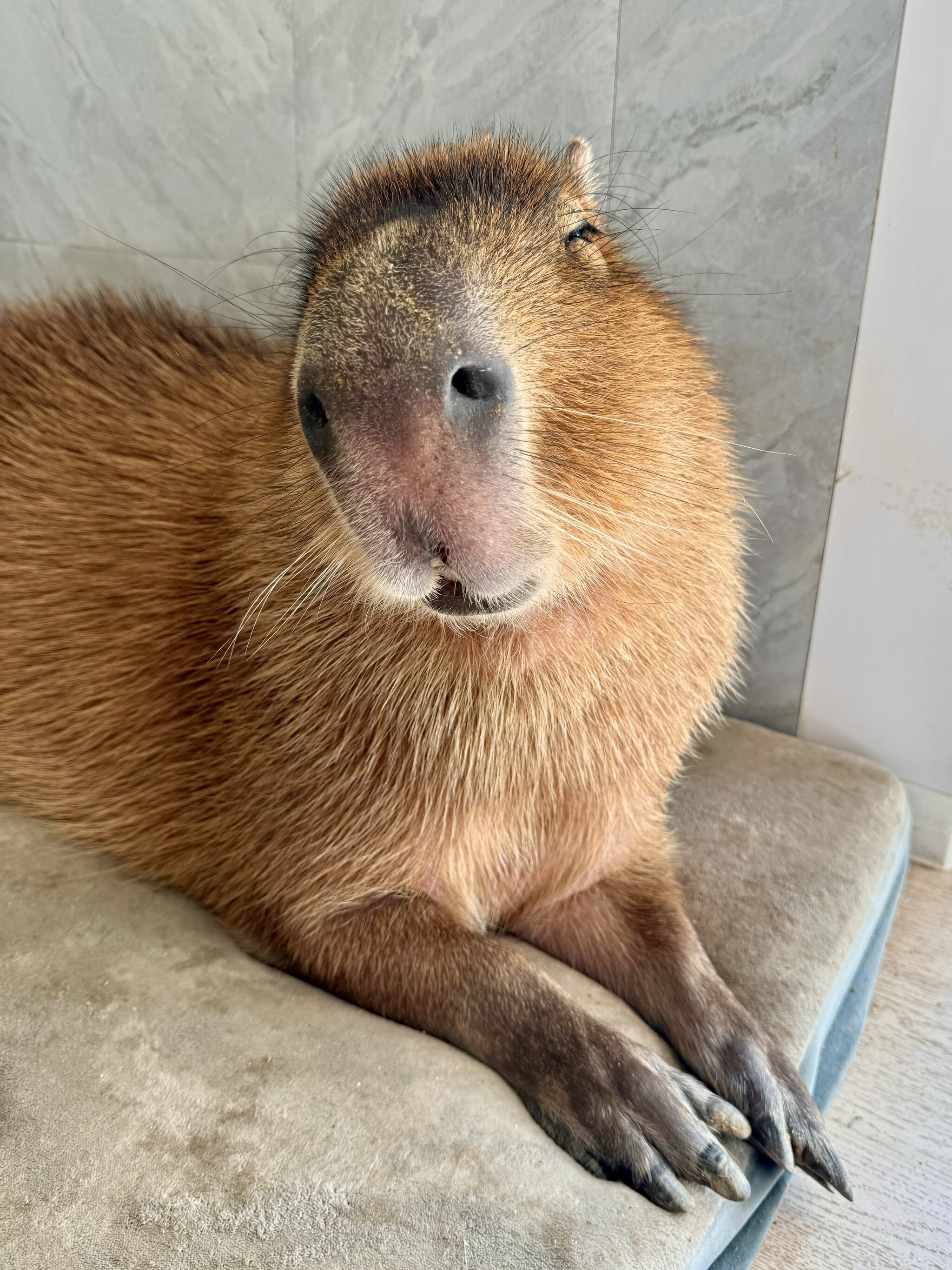 Happy Monday to you, man :3 - Capybara, Rodents, Wild animals, Zoo, Nose