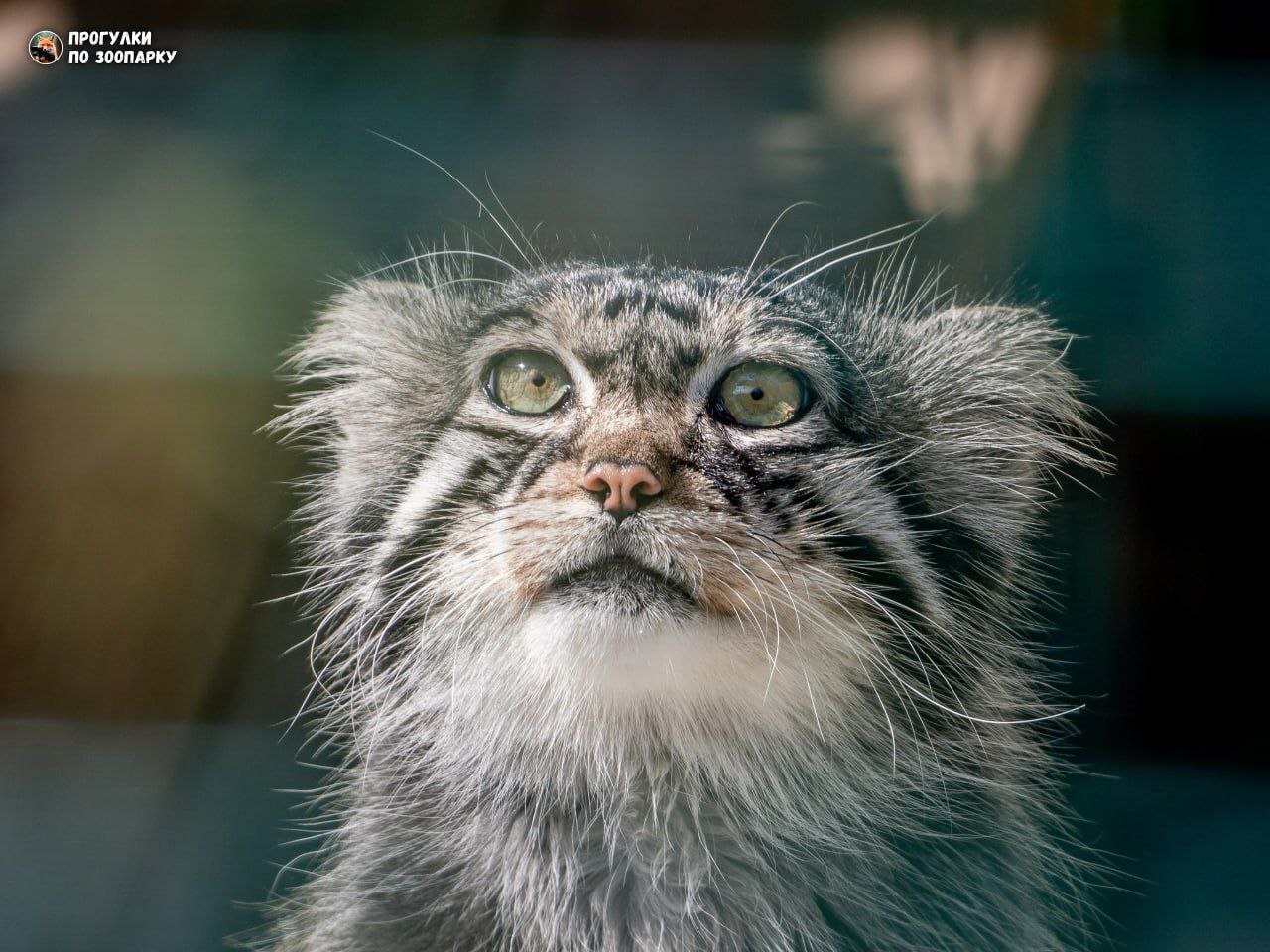 Moving - Pallas' cat, Small cats, Cat family, Predatory animals, Wild animals, Zoo, Aviary, Barnaul, The photo, Video, Vertical video, Telegram (link), Longpost