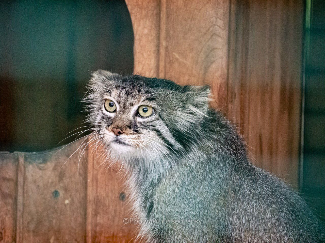 Moving - Pallas' cat, Small cats, Cat family, Predatory animals, Wild animals, Zoo, Aviary, Barnaul, The photo, Video, Vertical video, Telegram (link), Longpost