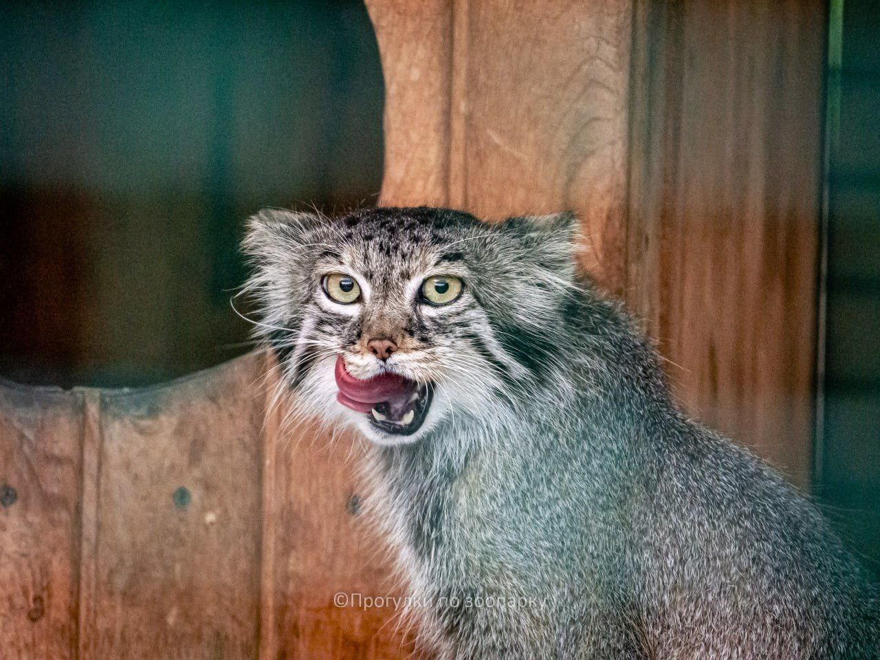 Moving - Pallas' cat, Small cats, Cat family, Predatory animals, Wild animals, Zoo, Aviary, Barnaul, The photo, Video, Vertical video, Telegram (link), Longpost