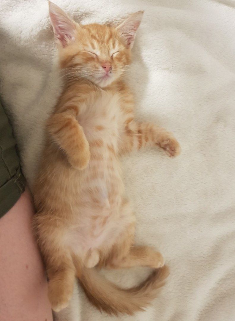 Hello from home from kitten Rusik. It was given to me from a domestic cat in very poor condition. - My, Animal Rescue, Helping animals, cat, Kittens, Vertical video, Found a home, It Was-It Was, Video, Longpost