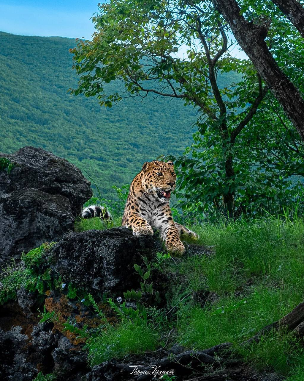 What a beauty!.. Gorgeous! - Far Eastern leopard, The photo, beauty, wildlife, National park, Land of the Leopard, Phototrap, Predatory animals, Cat family, Leopard, Wild animals, Big cats, Primorsky Krai, Telegram (link), Longpost