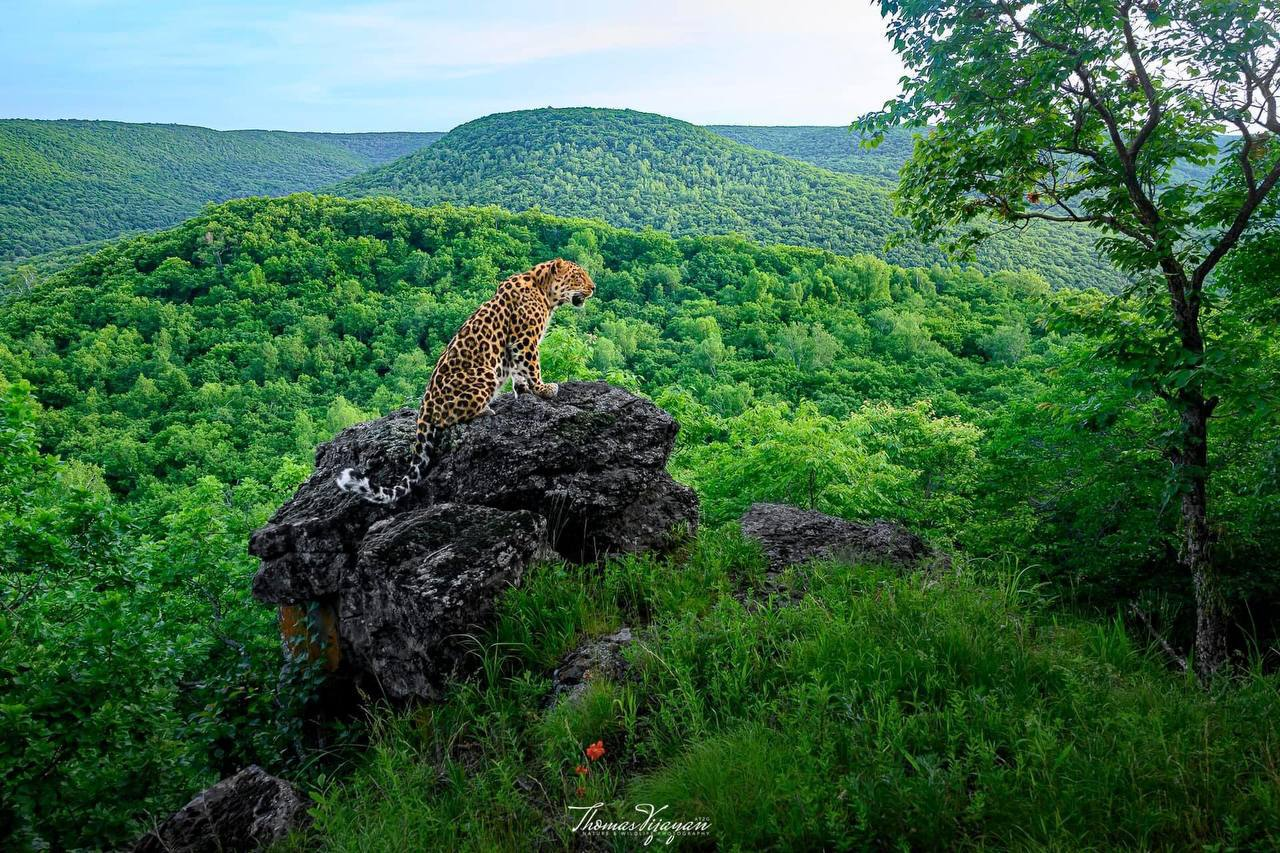 What a beauty!.. Gorgeous! - Far Eastern leopard, The photo, beauty, wildlife, National park, Land of the Leopard, Phototrap, Predatory animals, Cat family, Leopard, Wild animals, Big cats, Primorsky Krai, Telegram (link), Longpost