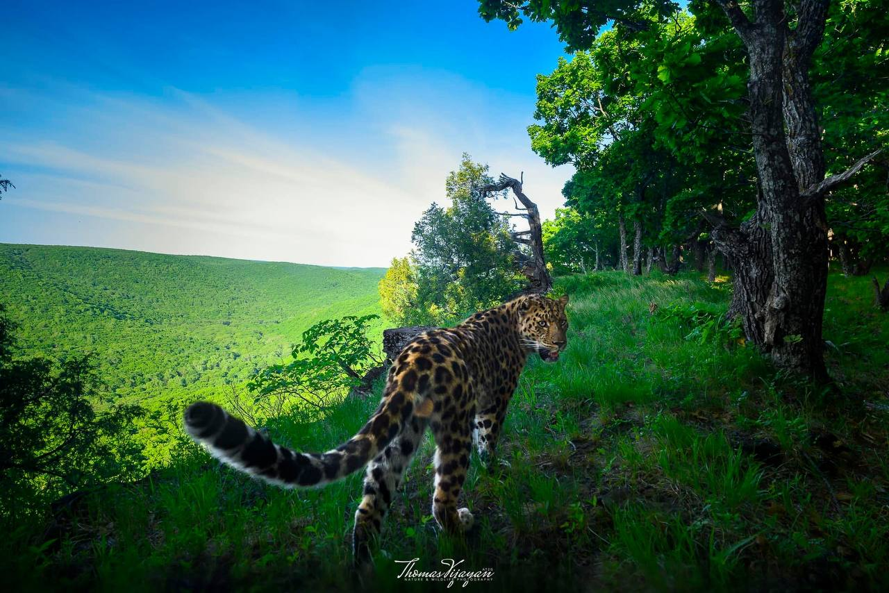 What a beauty!.. Gorgeous! - Far Eastern leopard, The photo, beauty, wildlife, National park, Land of the Leopard, Phototrap, Predatory animals, Cat family, Leopard, Wild animals, Big cats, Primorsky Krai, Telegram (link), Longpost