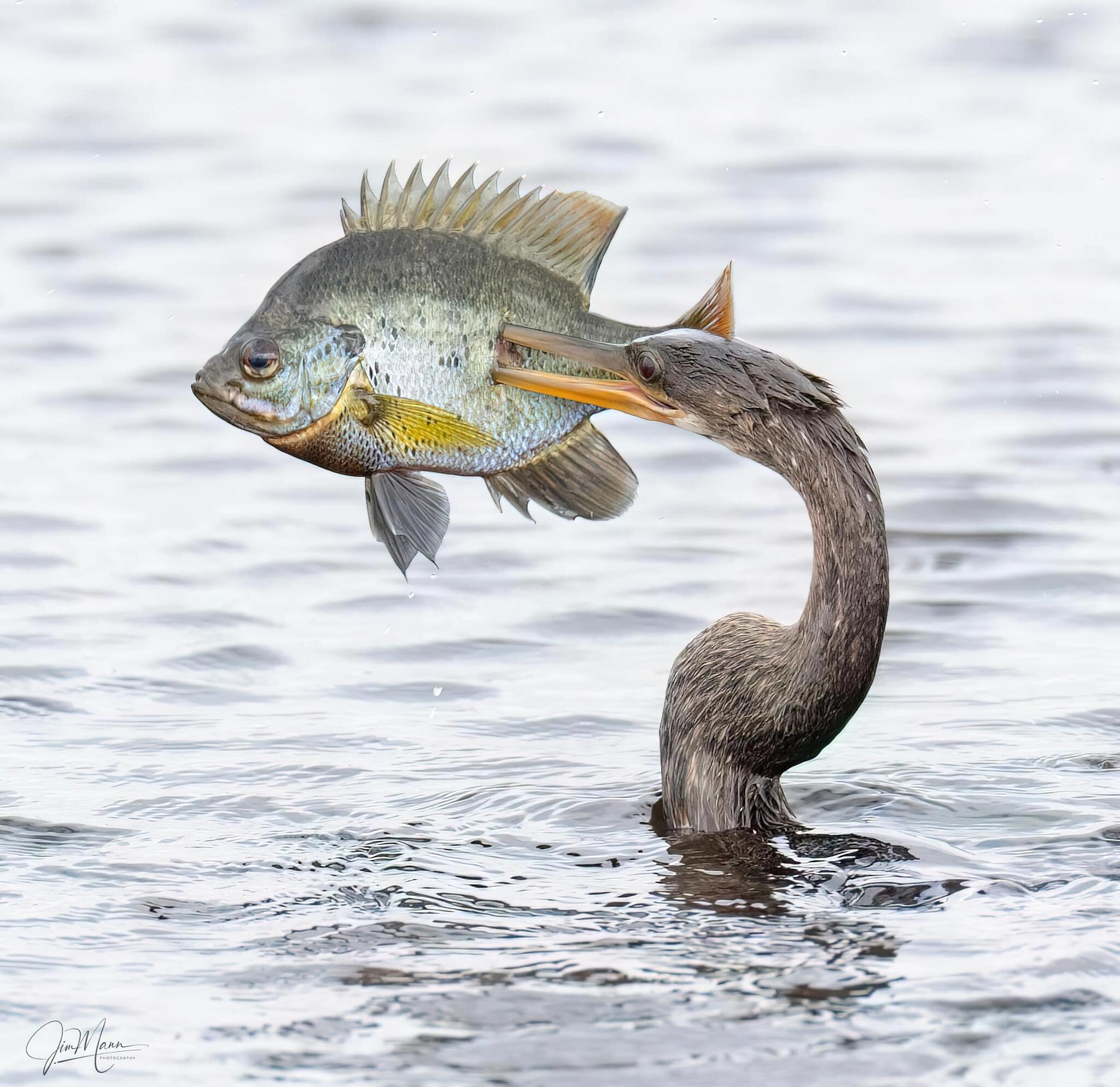 “And so it’s a bad morning, and then there’s this heron...” - American Snakeneck, Florida, Fishing, Reddit, A fish, Hunting, The photo