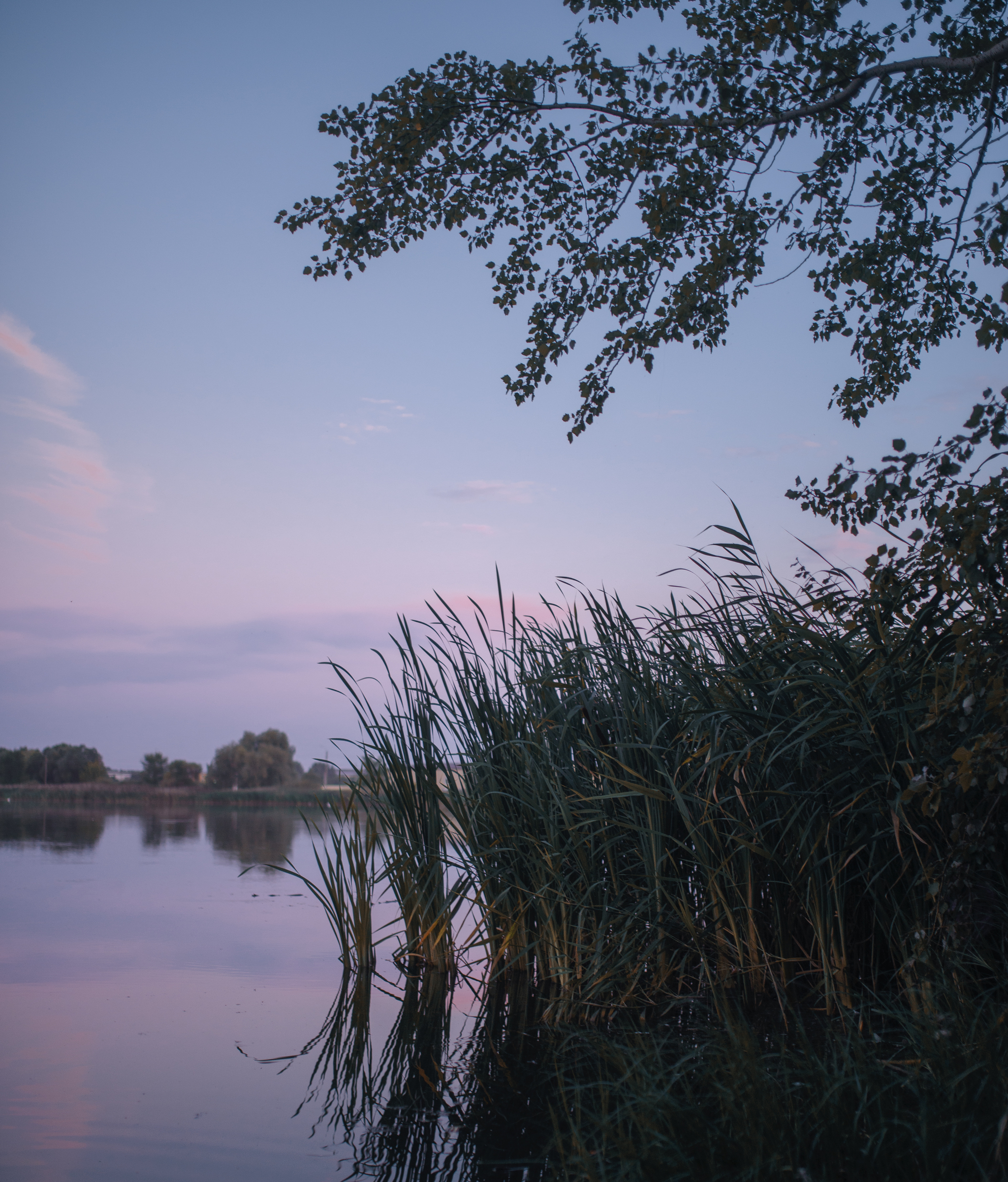 Quiet summer evening on the lake shore - My, Uryupinsk, Volgograd region, Lake, The photo, Longpost, Evening, Nature