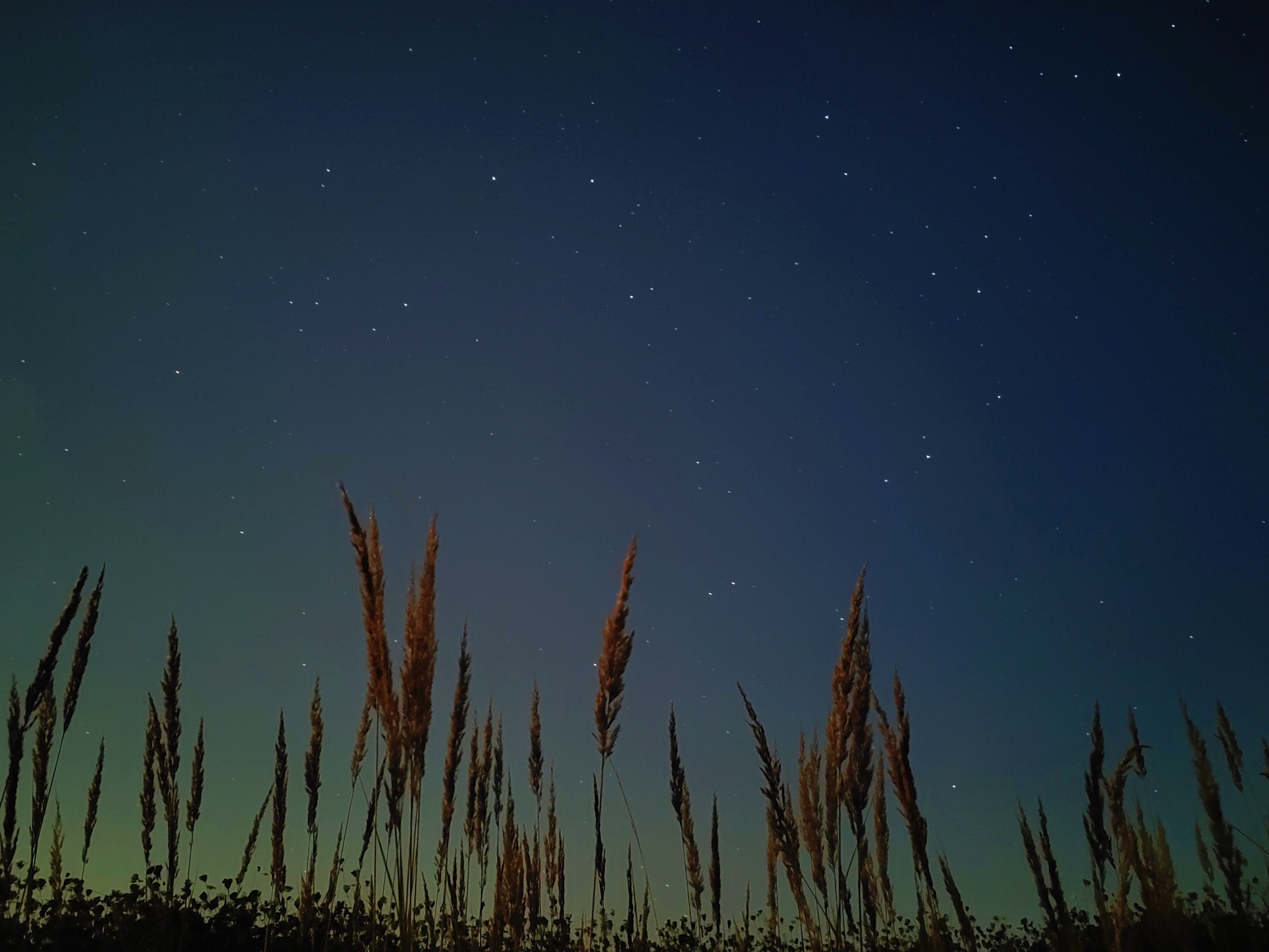 Calm - My, Summer, Nature, Sky, Stars, Starry sky, Grass, Mobile photography, Atmosphere