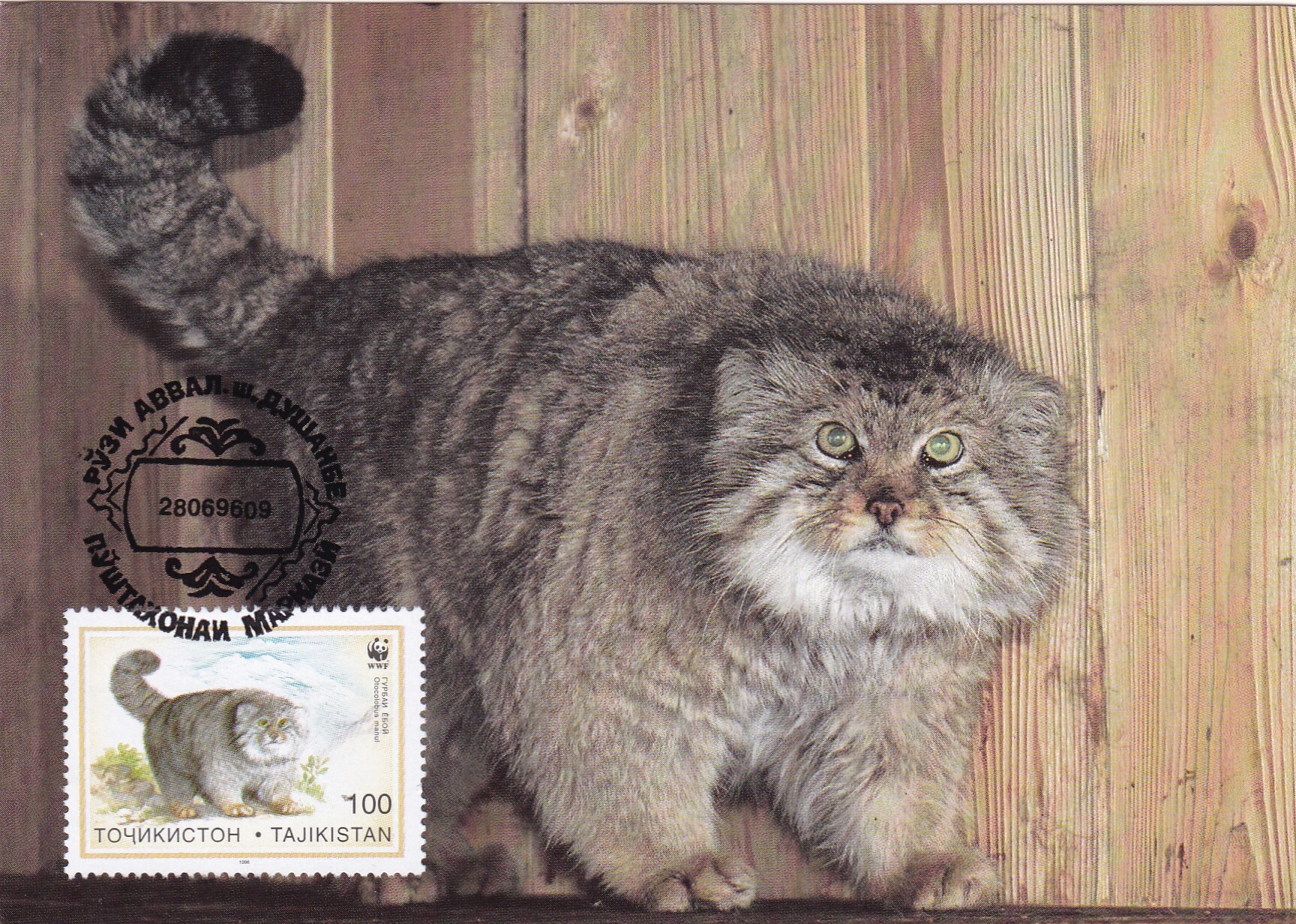 Reply to the post Model - Pet the cat, Pallas' cat, Small cats, Cat family, Predatory animals, Mammals, Animals, Wild animals, Stamps, The photo, Philately, Postcard, Stamps, Reply to post, Longpost