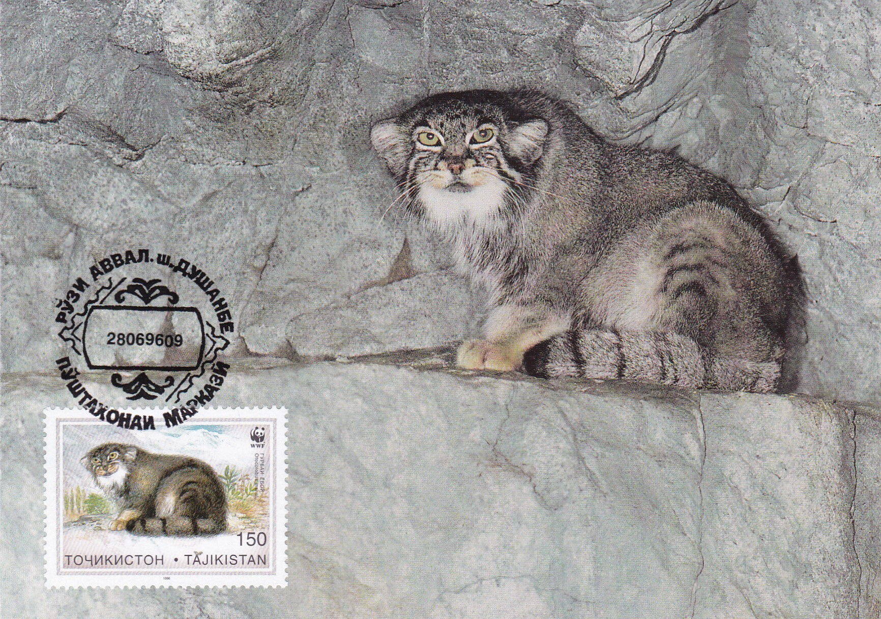 Reply to the post Model - Pet the cat, Pallas' cat, Small cats, Cat family, Predatory animals, Mammals, Animals, Wild animals, Stamps, The photo, Philately, Postcard, Stamps, Reply to post, Longpost