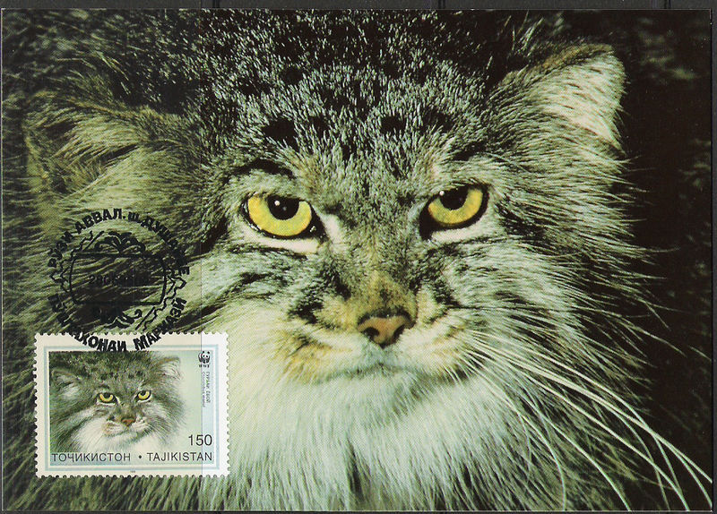 Reply to the post Model - Pet the cat, Pallas' cat, Small cats, Cat family, Predatory animals, Mammals, Animals, Wild animals, Stamps, The photo, Philately, Postcard, Stamps, Reply to post, Longpost