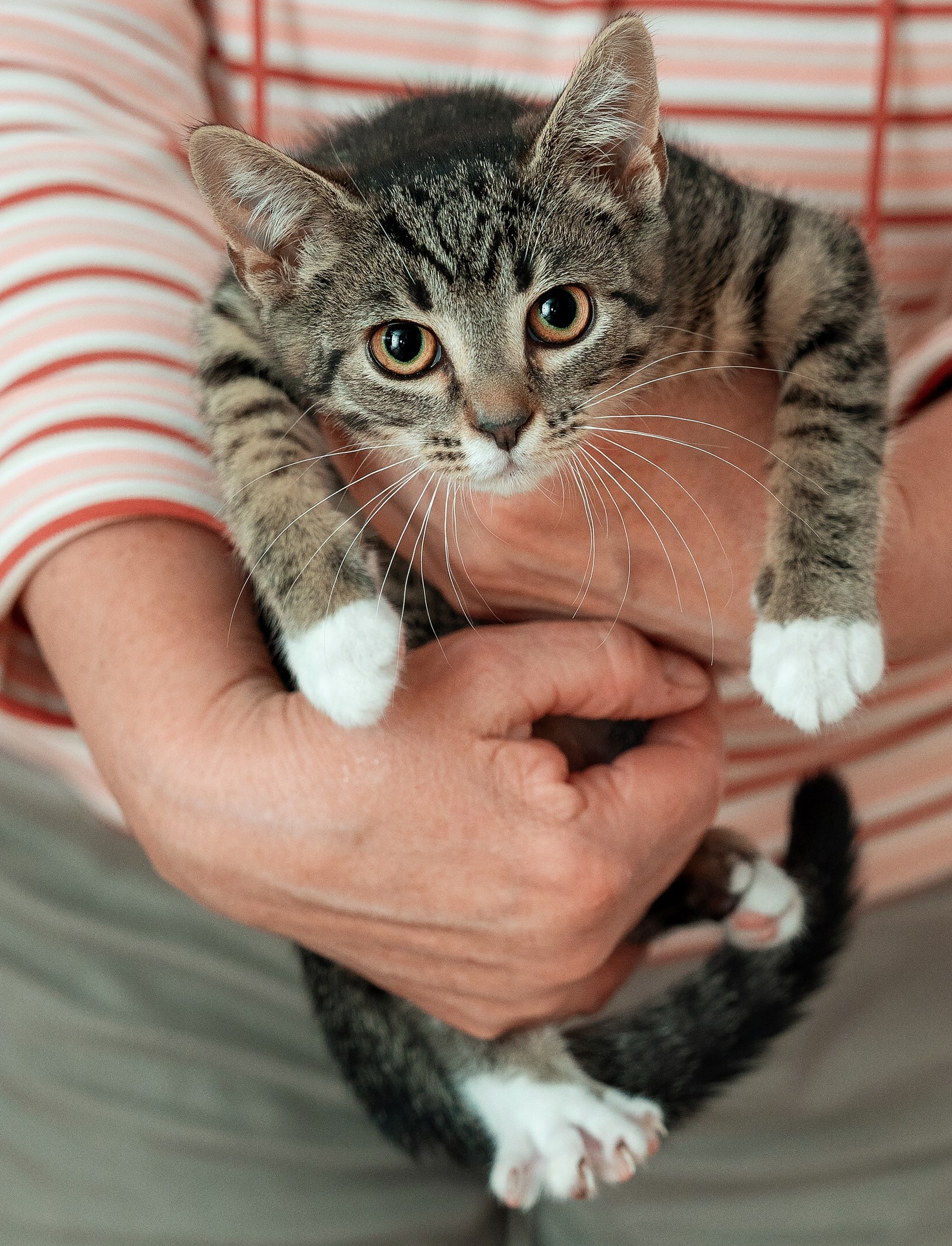 Yellow-eyed flying squirrel looking for a family in Moscow, age 3 months - My, Moscow, Moscow region, In good hands, Pets, No rating, cat, Homeless animals, Animal shelter, Shelter, Pet the cat, Kindness, Lost, Cat lovers, Small cats, Kittens, Animal Rescue, Fluffy, Longpost