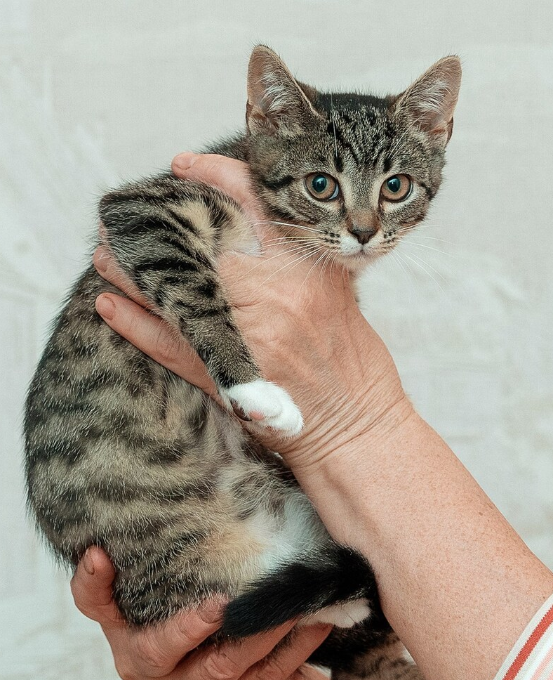 Yellow-eyed flying squirrel looking for a family in Moscow, age 3 months - My, Moscow, Moscow region, In good hands, Pets, No rating, cat, Homeless animals, Animal shelter, Shelter, Pet the cat, Kindness, Lost, Cat lovers, Small cats, Kittens, Animal Rescue, Fluffy, Longpost