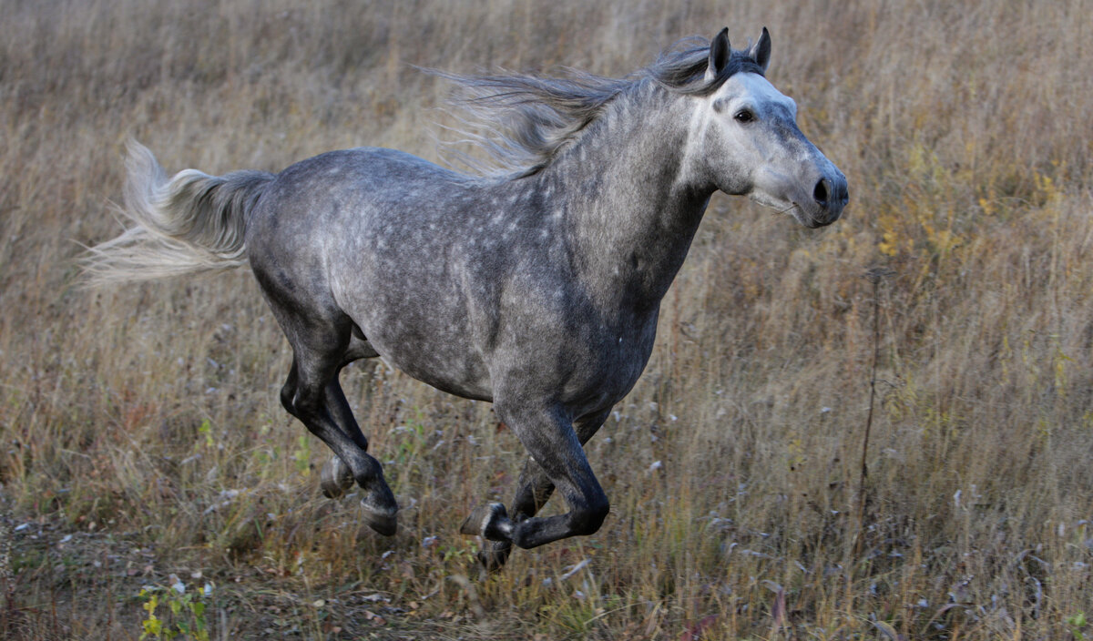 Noise - My, Horses, Fate, Situation, Memories, Danger, Death, Sadness, wildlife, Wild animals, Hunting, Longpost, Negative