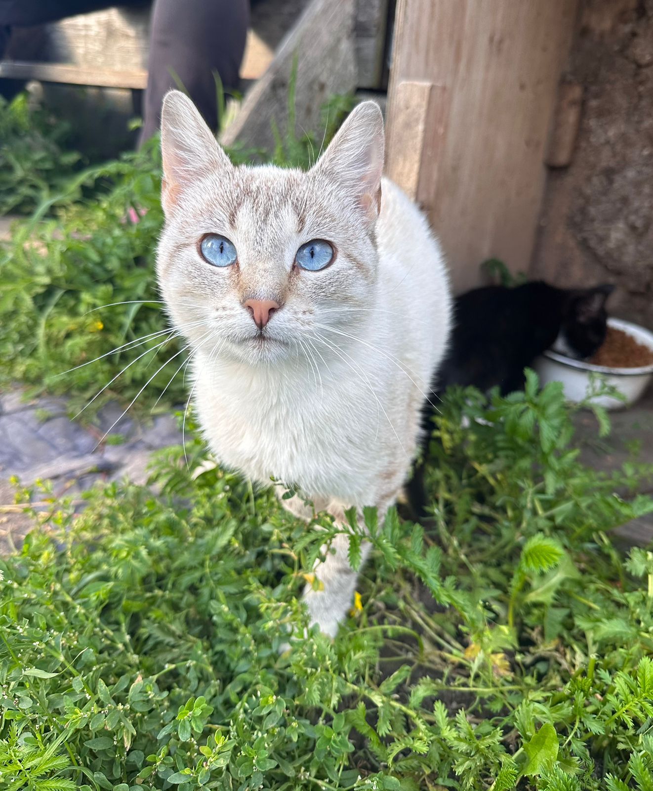 Two unusually beautiful young cats remained after the summer season. Affectionate, tame, ready to drop everything and go to the city - Saint Petersburg, Helping animals, Kittens, In good hands, cat, VKontakte (link), Longpost